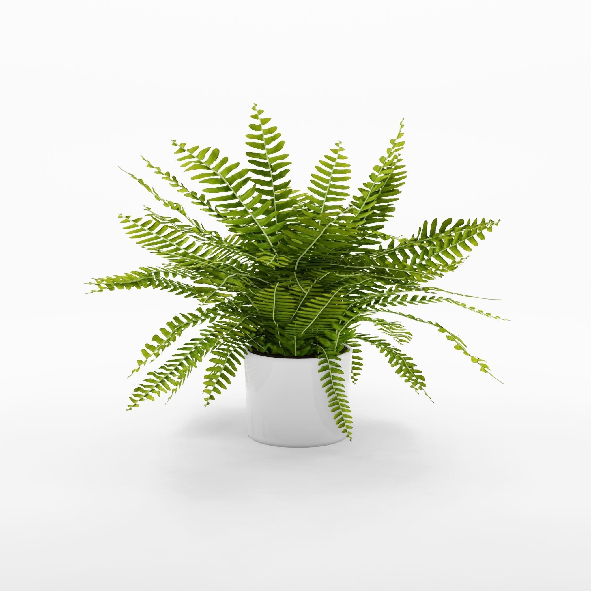 Green Lady Nephrolepis Houseplant 3D Model Low-poly 3D model_3