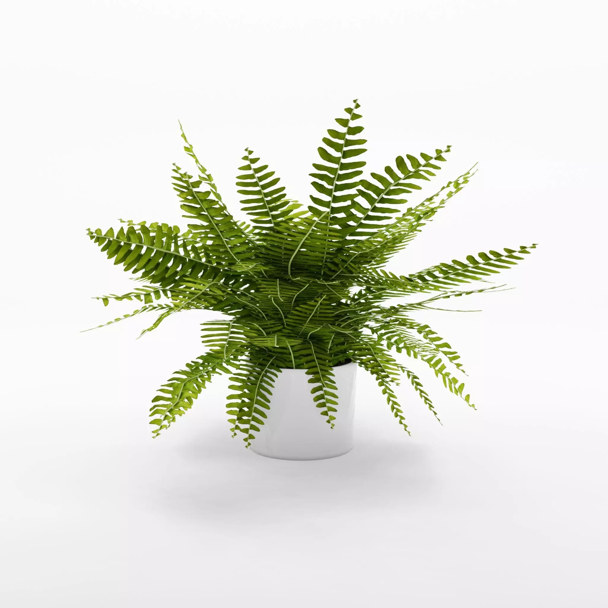 Green Lady Nephrolepis Houseplant 3D Model Low-poly 3D model_0