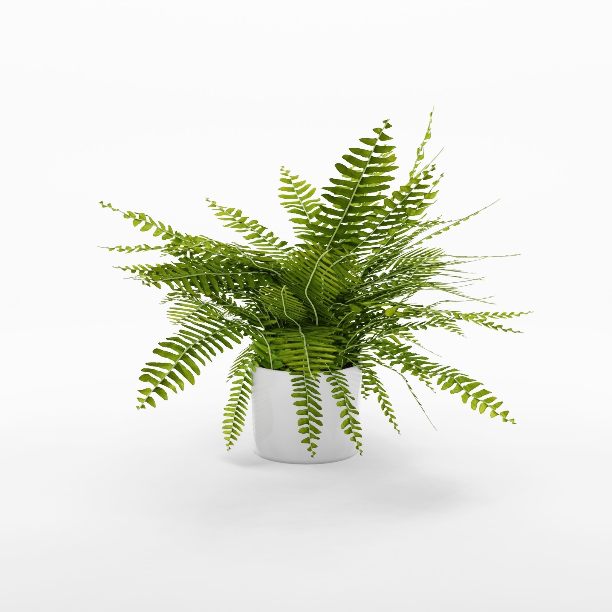 Green Lady Nephrolepis Houseplant 3D Model Low-poly 3D model_2