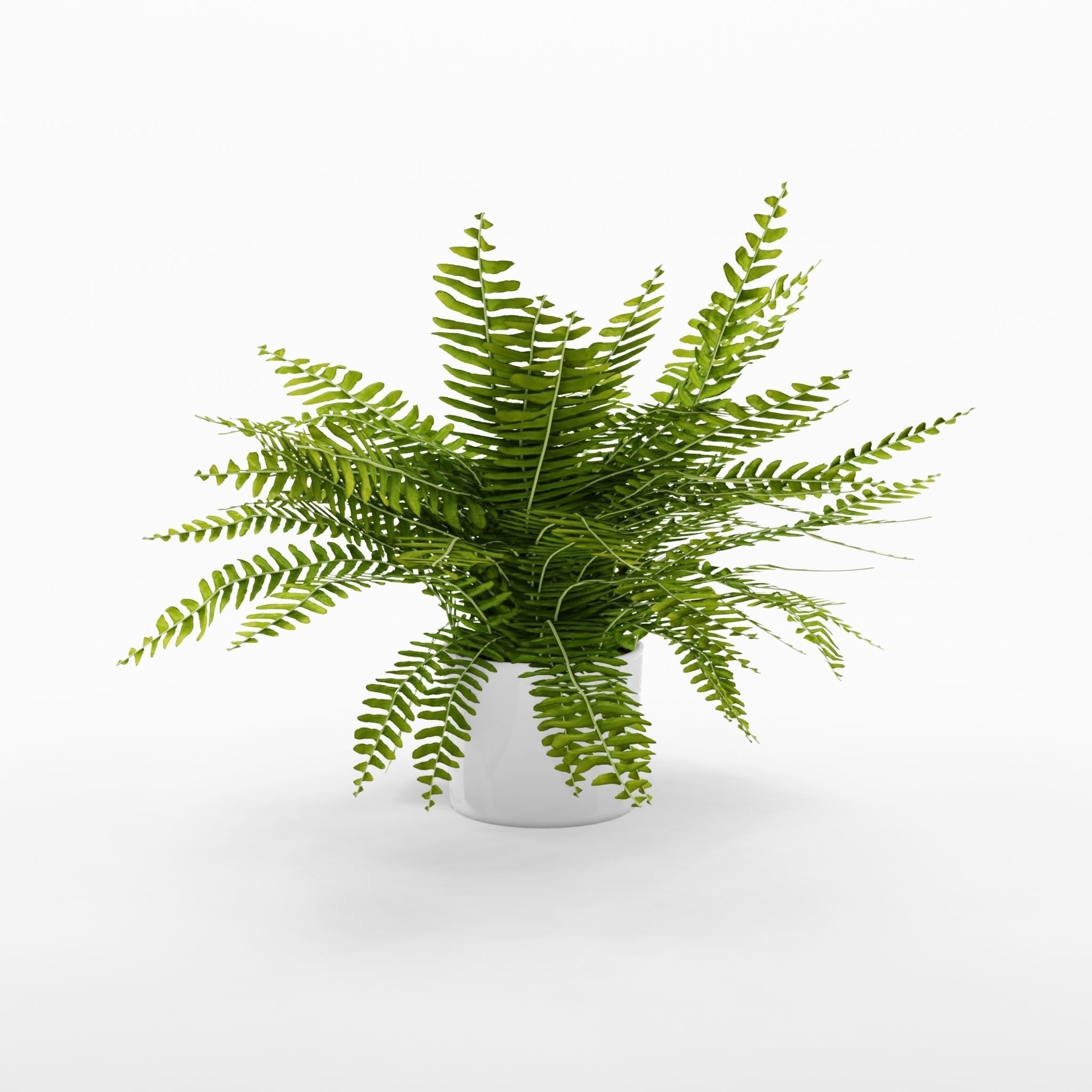 Green Lady Nephrolepis Houseplant 3D Model Low-poly 3D model_1