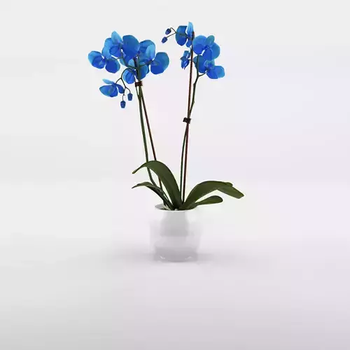 Phalaenopsis Moth Orchid Royal Blue 3D Model Low-poly 3D model