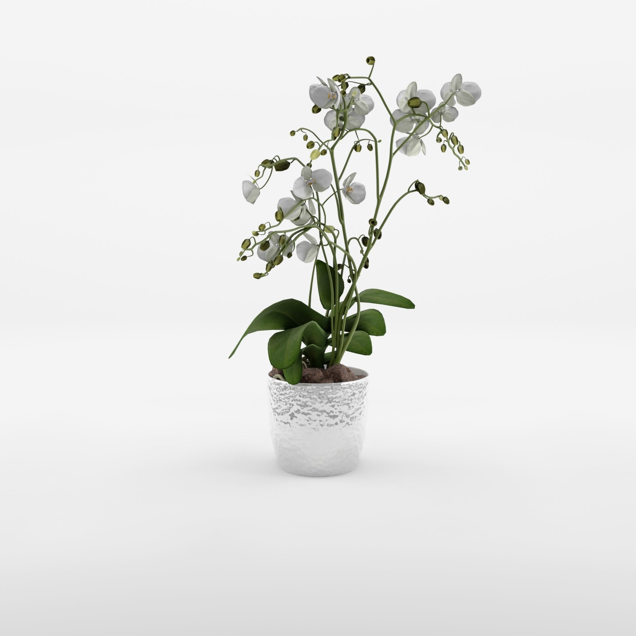 Phalaenopsis Moth Orchid Wild White 3D Model Low-poly 3D model_1
