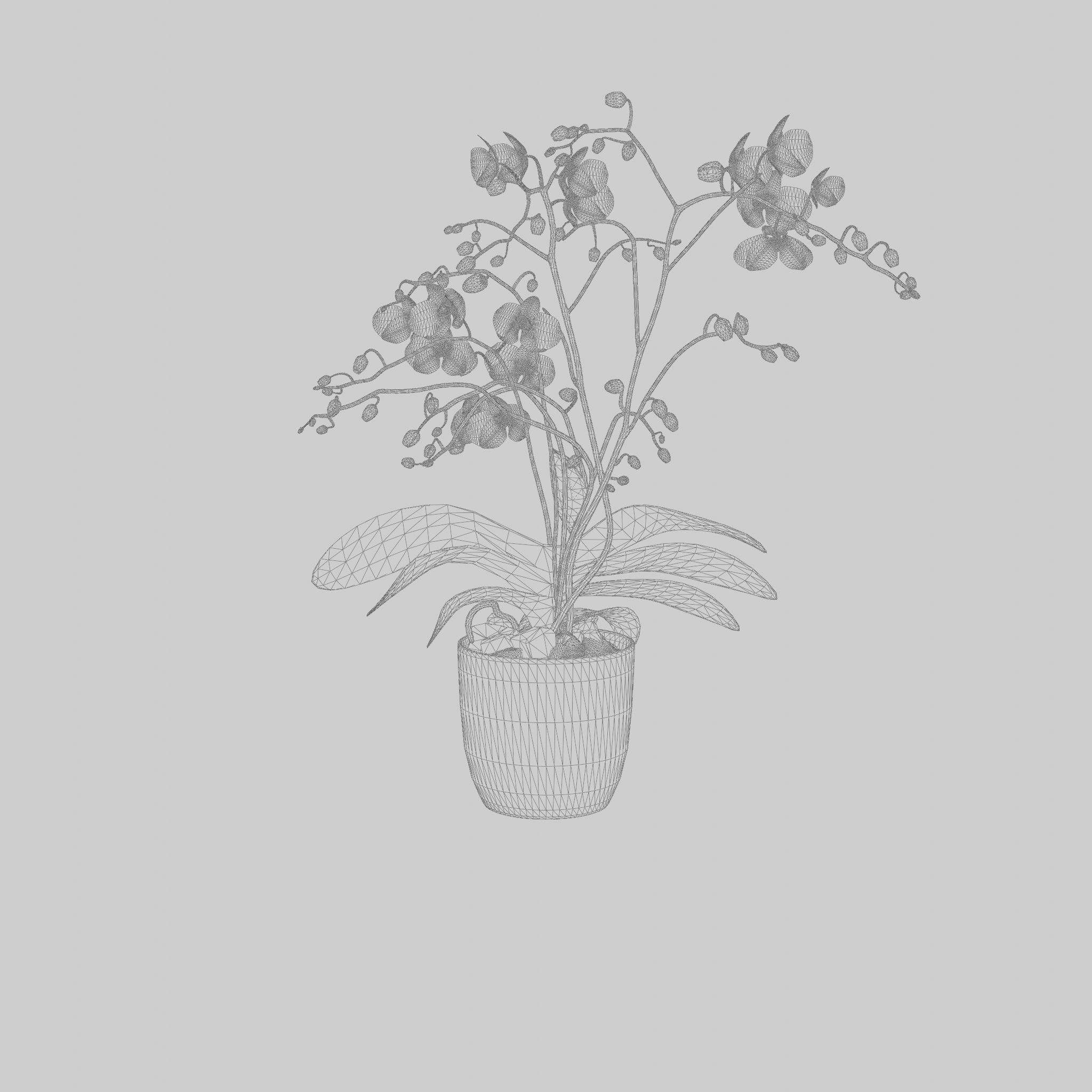 Phalaenopsis Moth Orchid Wild White 3D Model Low-poly 3D model_4