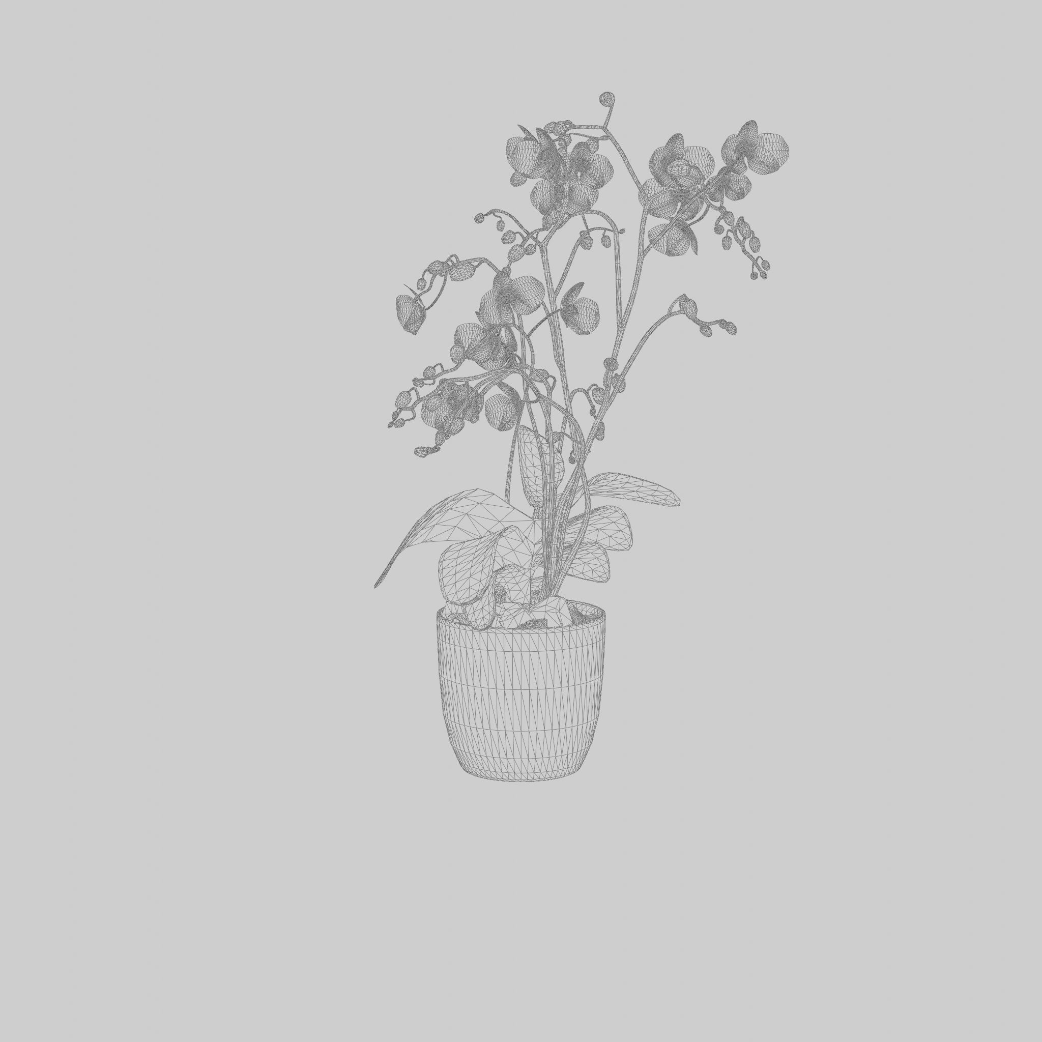 Phalaenopsis Moth Orchid Wild White 3D Model Low-poly 3D model_5