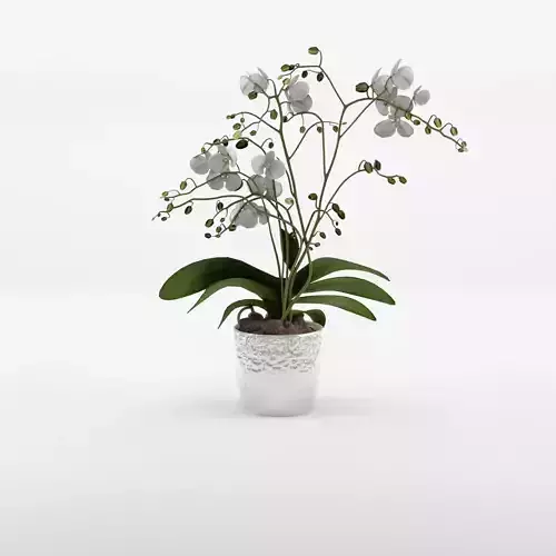 Phalaenopsis Moth Orchid Wild White 3D Model Low-poly 3D model
