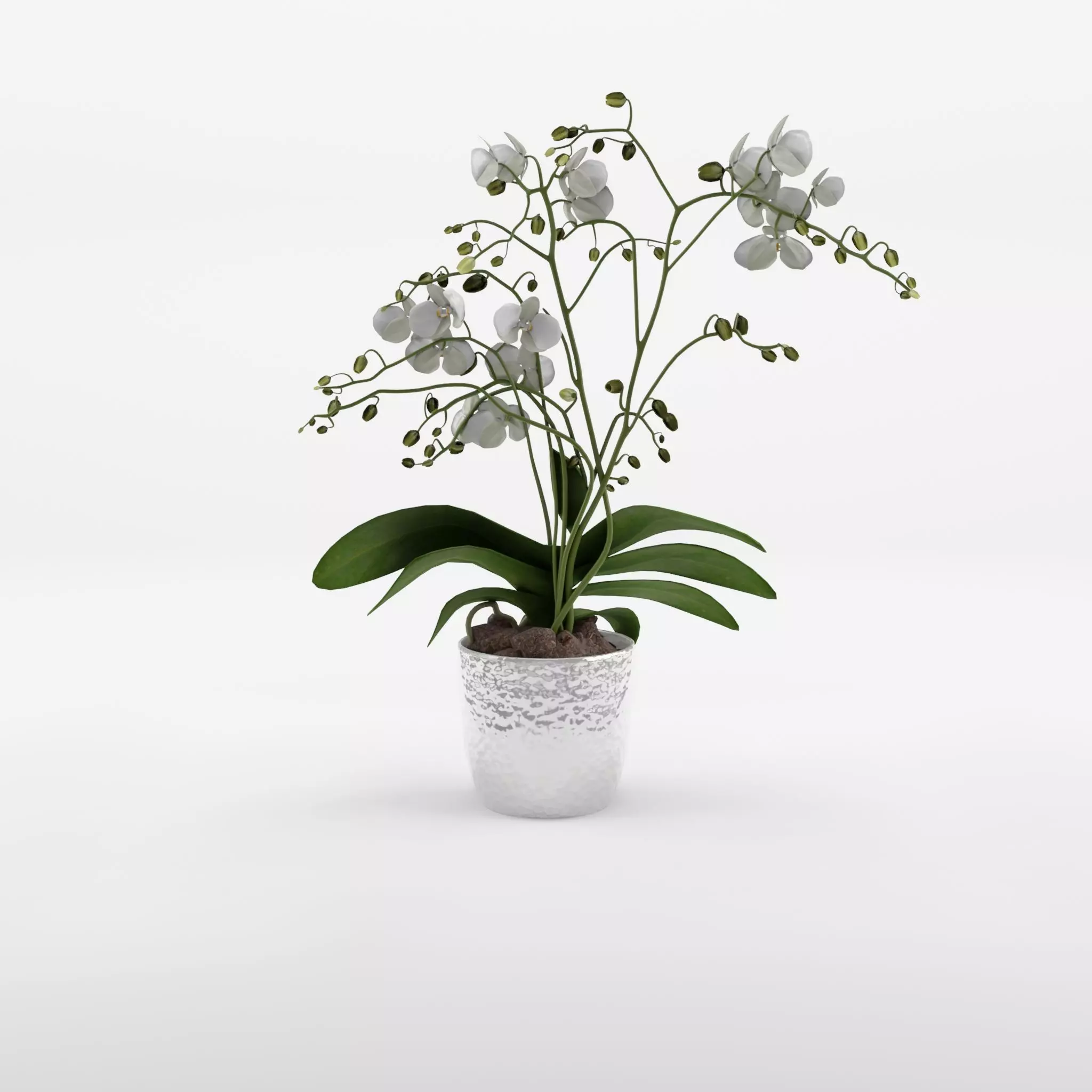 Phalaenopsis Moth Orchid Wild White 3D Model Low-poly 3D model_0