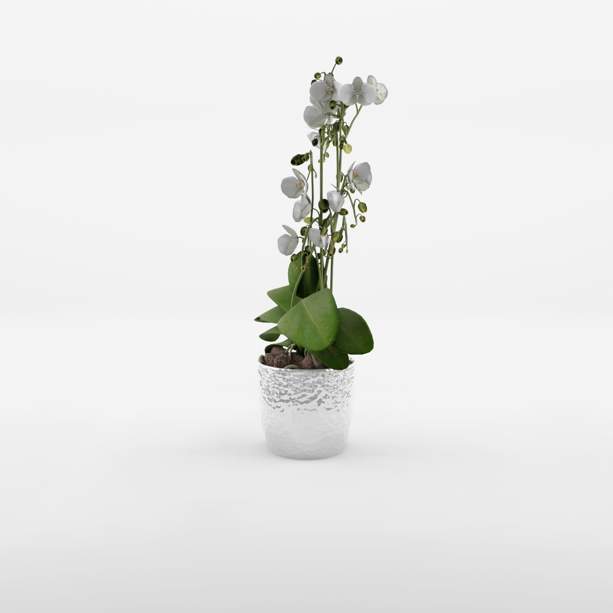 Phalaenopsis Moth Orchid Wild White 3D Model Low-poly 3D model_2