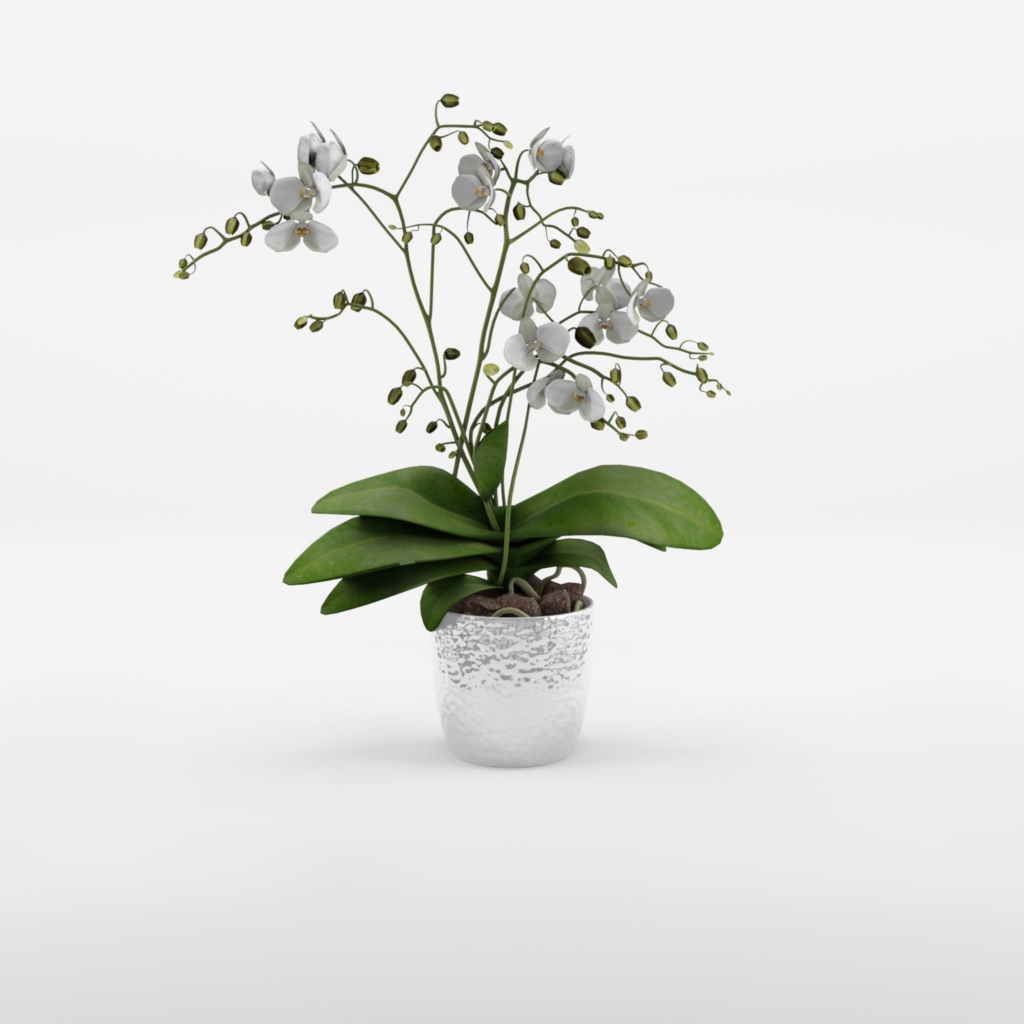 Phalaenopsis Moth Orchid Wild White 3D Model Low-poly 3D model_3