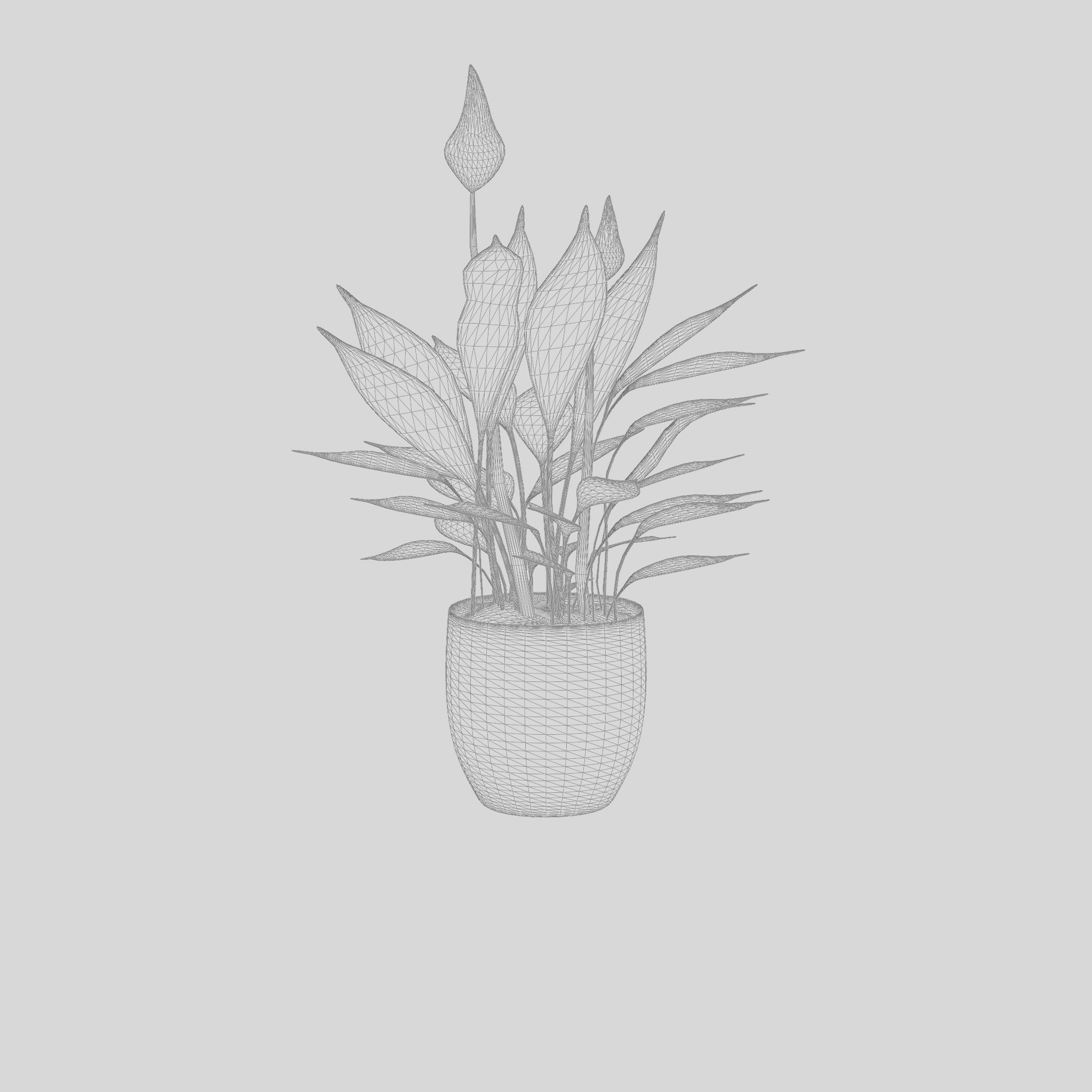 Peace Lily Houseplant 3D Model Low-poly 3D model_4