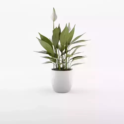 Peace Lily Houseplant 3D Model Low-poly 3D model
