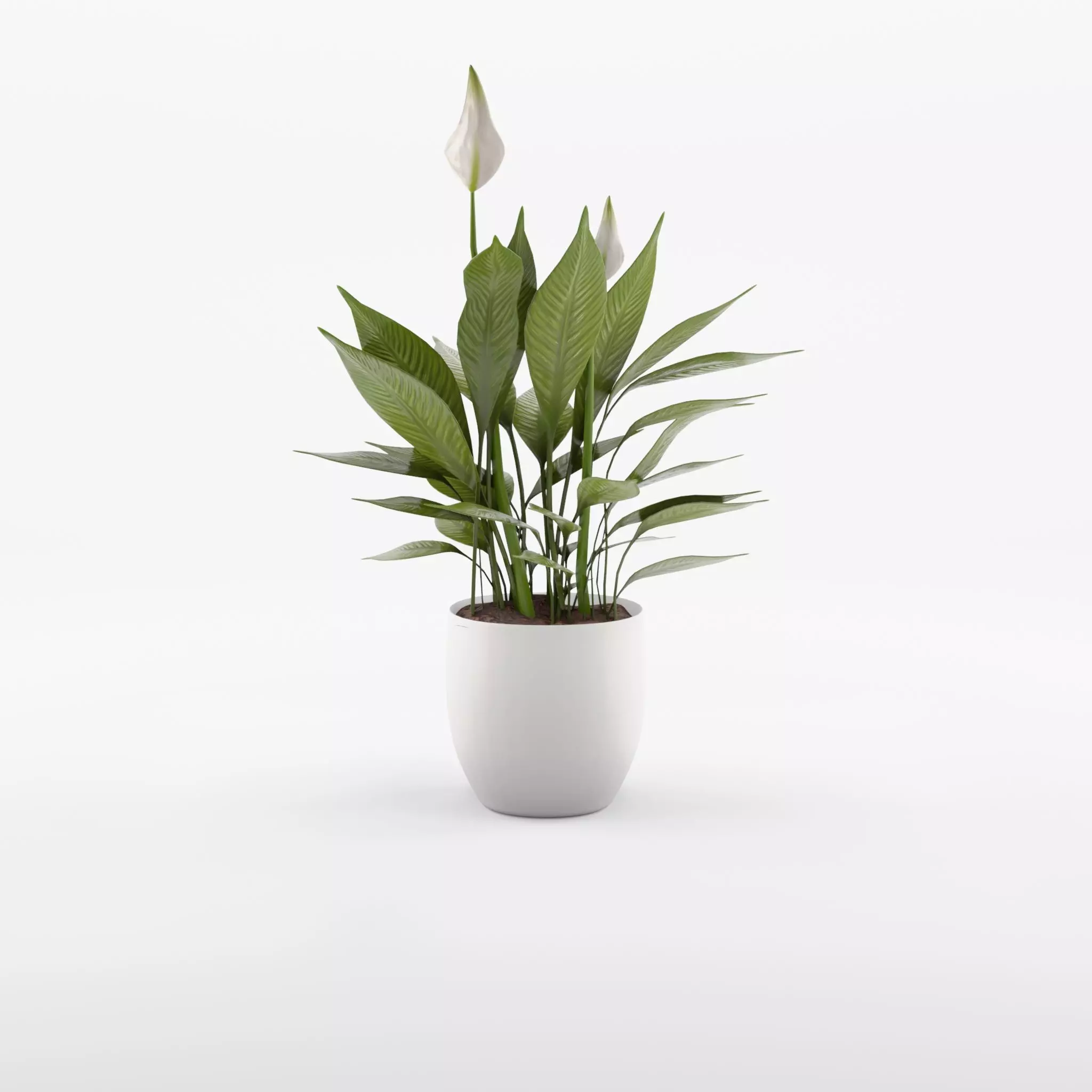 Peace Lily Houseplant 3D Model Low-poly 3D model_0