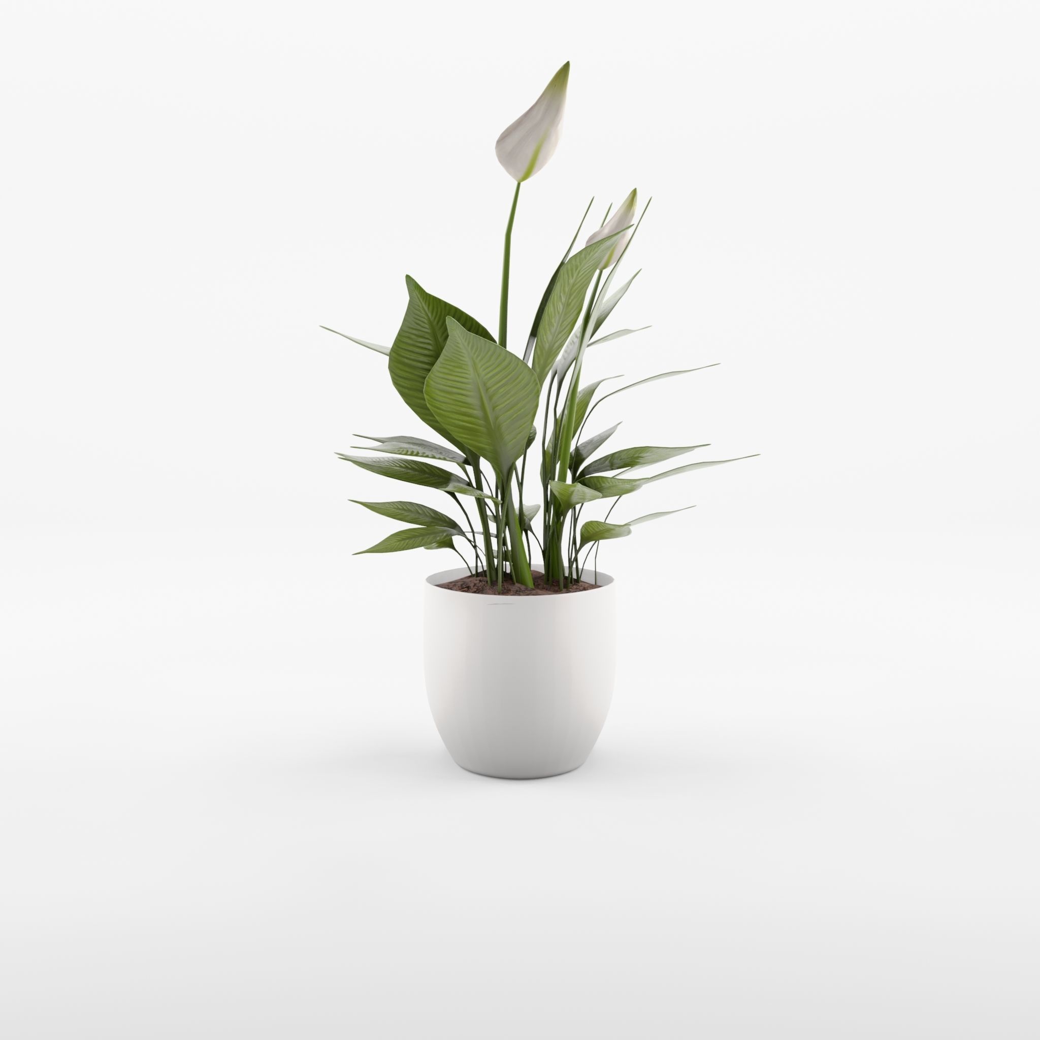 Peace Lily Houseplant 3D Model Low-poly 3D model_1