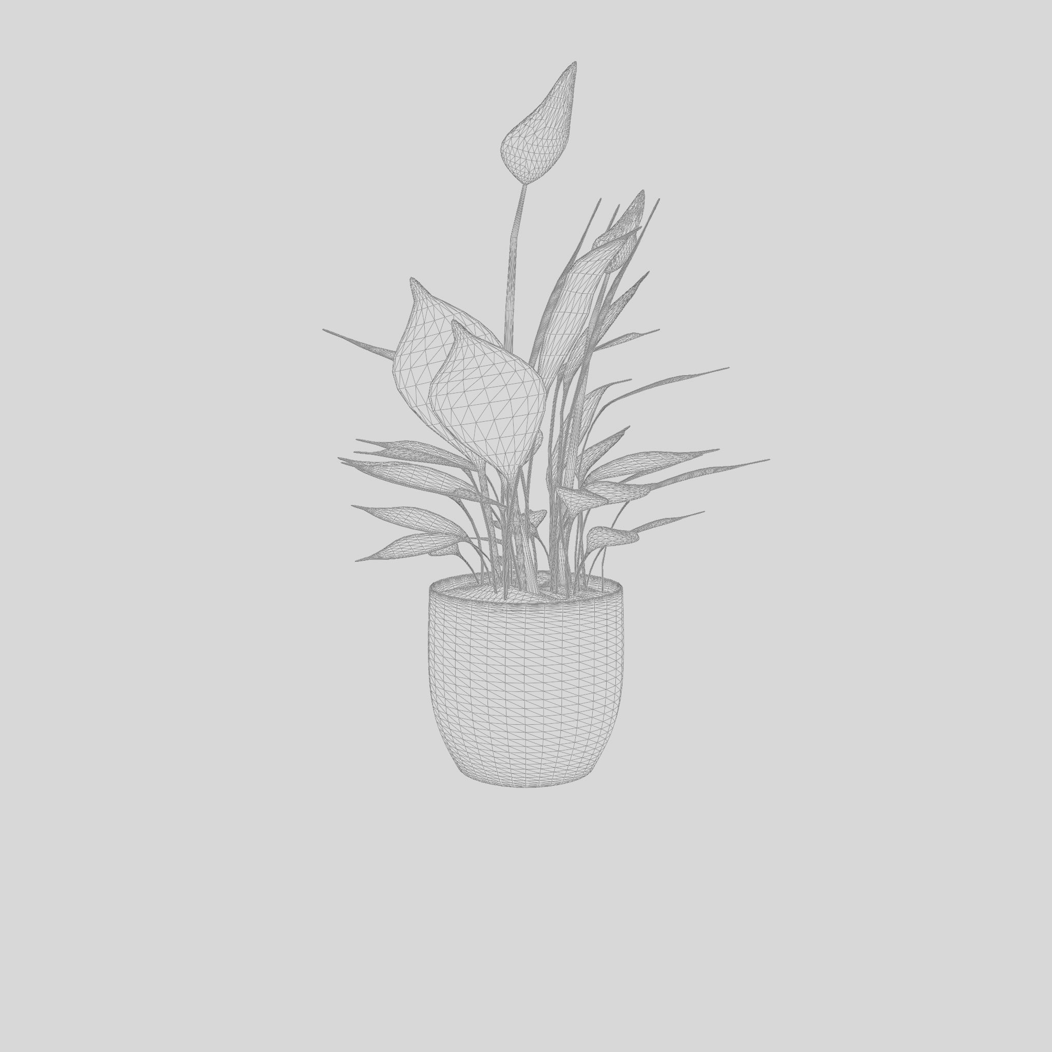 Peace Lily Houseplant 3D Model Low-poly 3D model_5