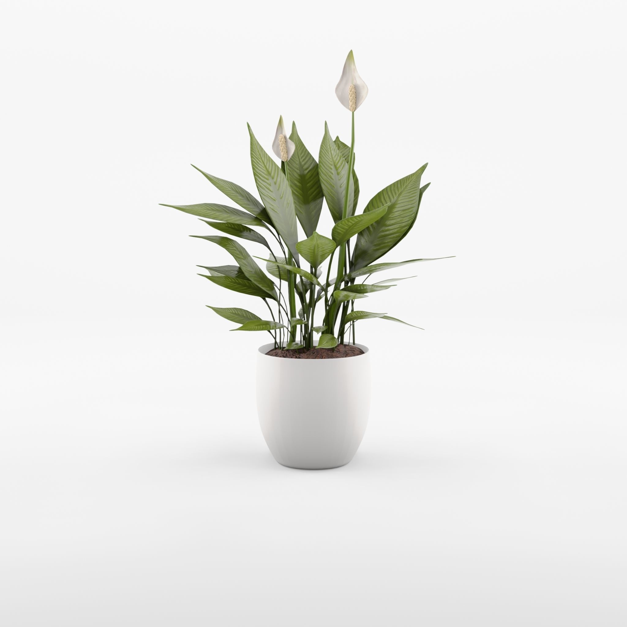 Peace Lily Houseplant 3D Model Low-poly 3D model_3