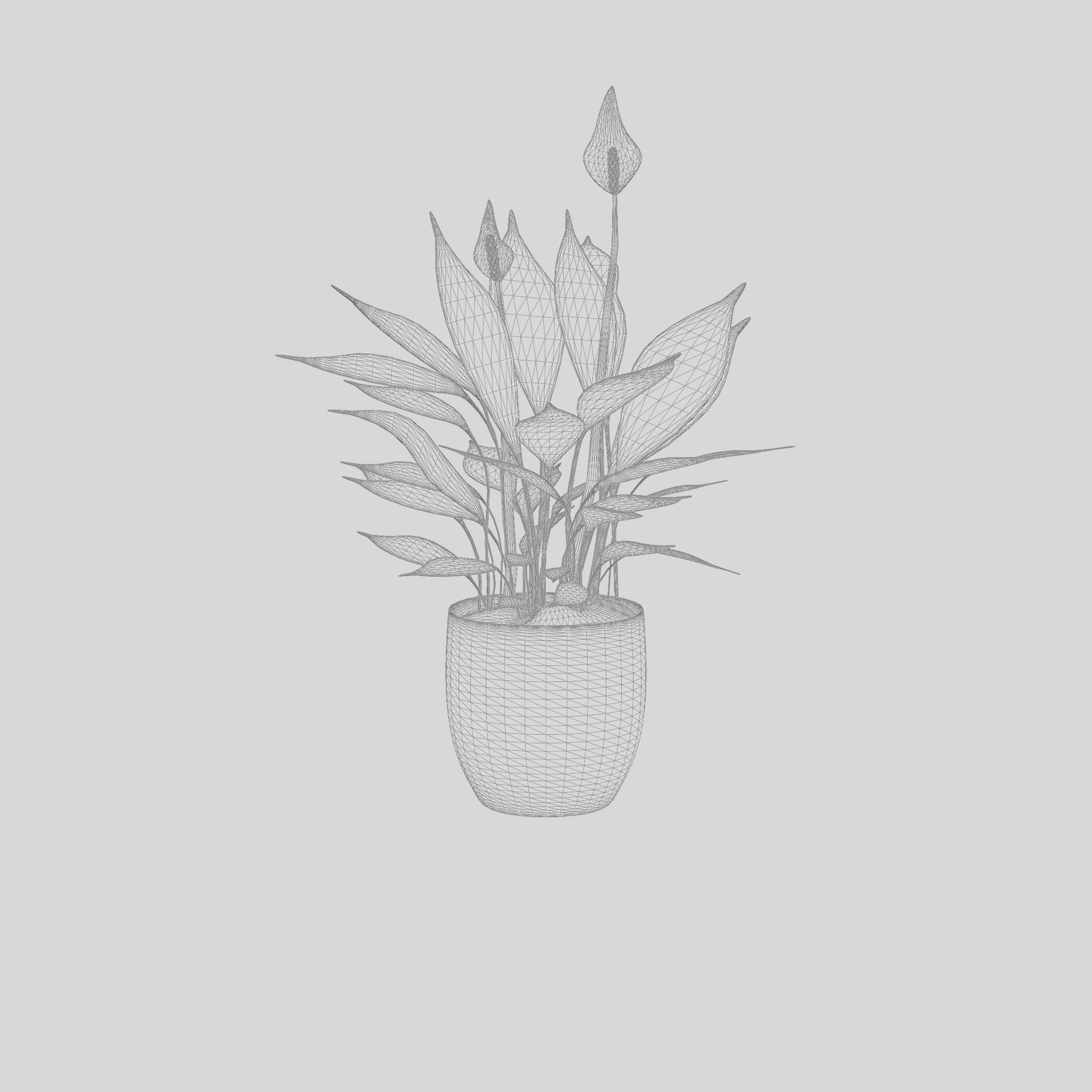 Peace Lily Houseplant 3D Model Low-poly 3D model_7