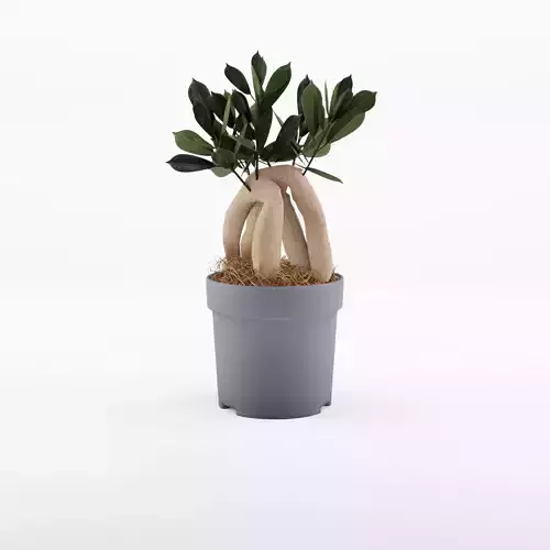Chinese Banyan Ficus Ginseng 3D Model