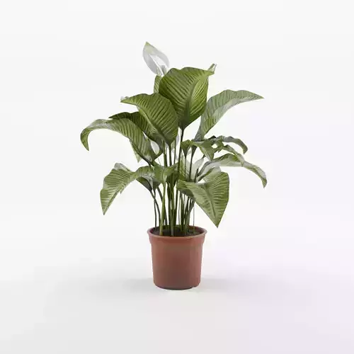 Peace Lily Houseplant 3D Model Low-poly 3D model