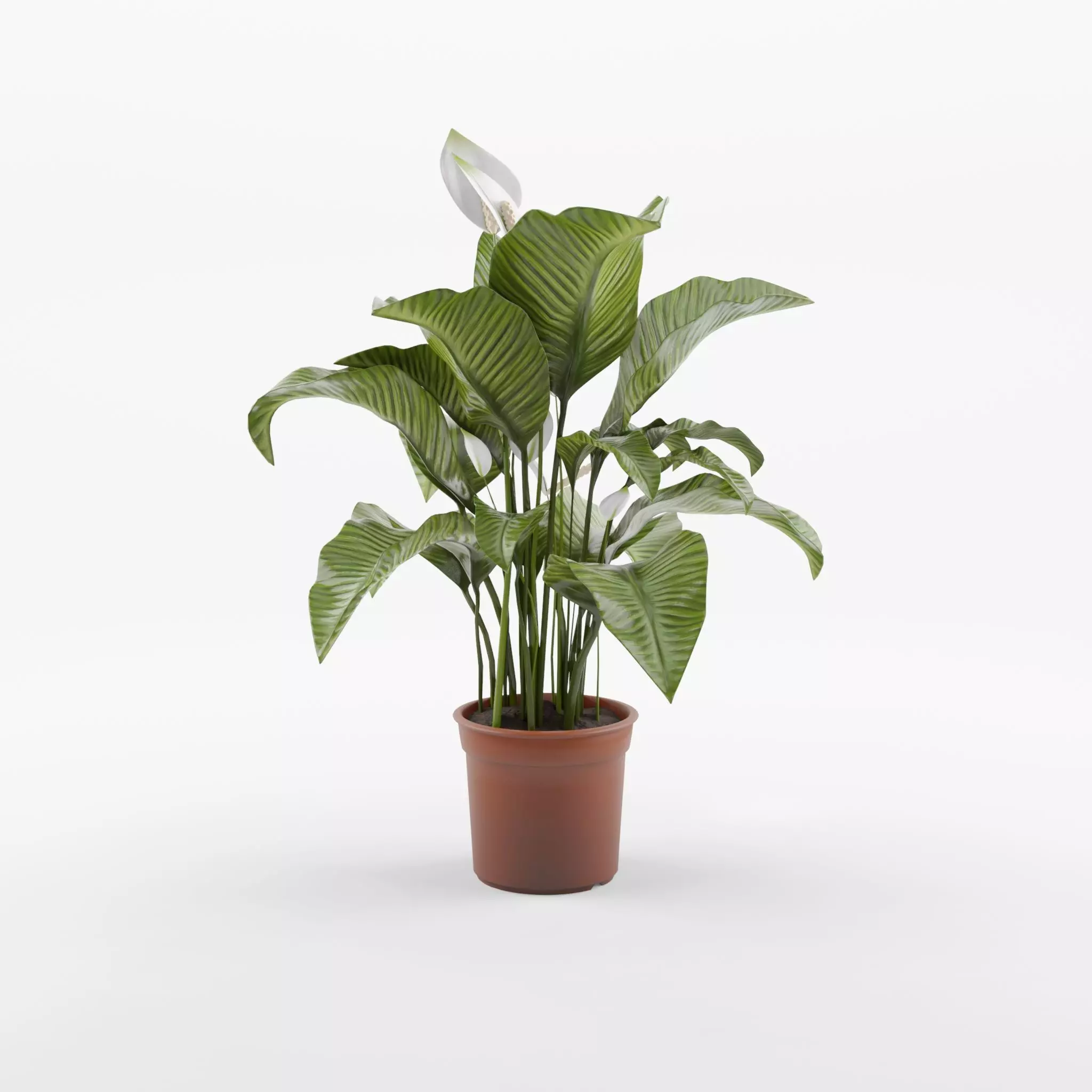 Peace Lily Houseplant 3D Model Low-poly 3D model_0