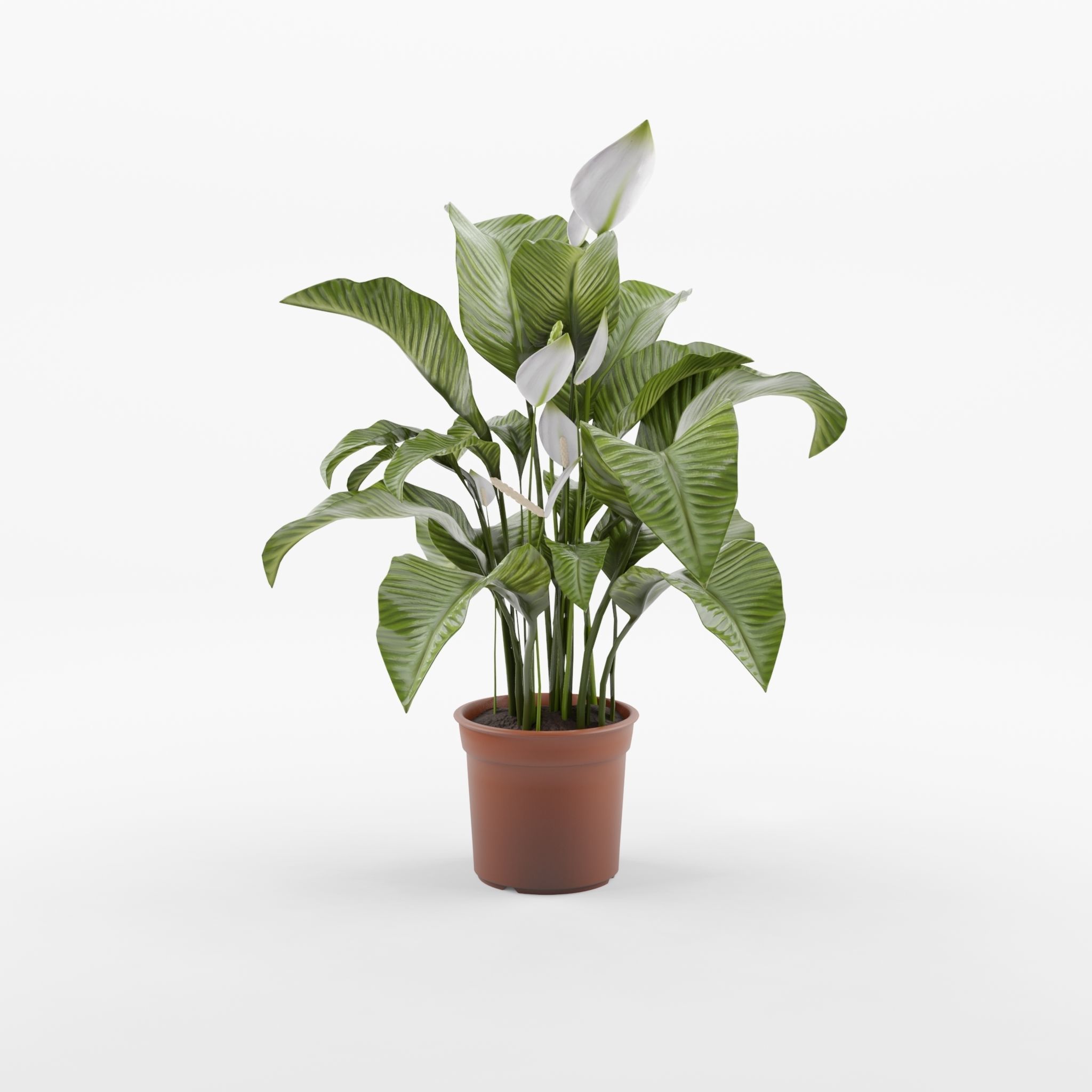Peace Lily Houseplant 3D Model Low-poly 3D model_3