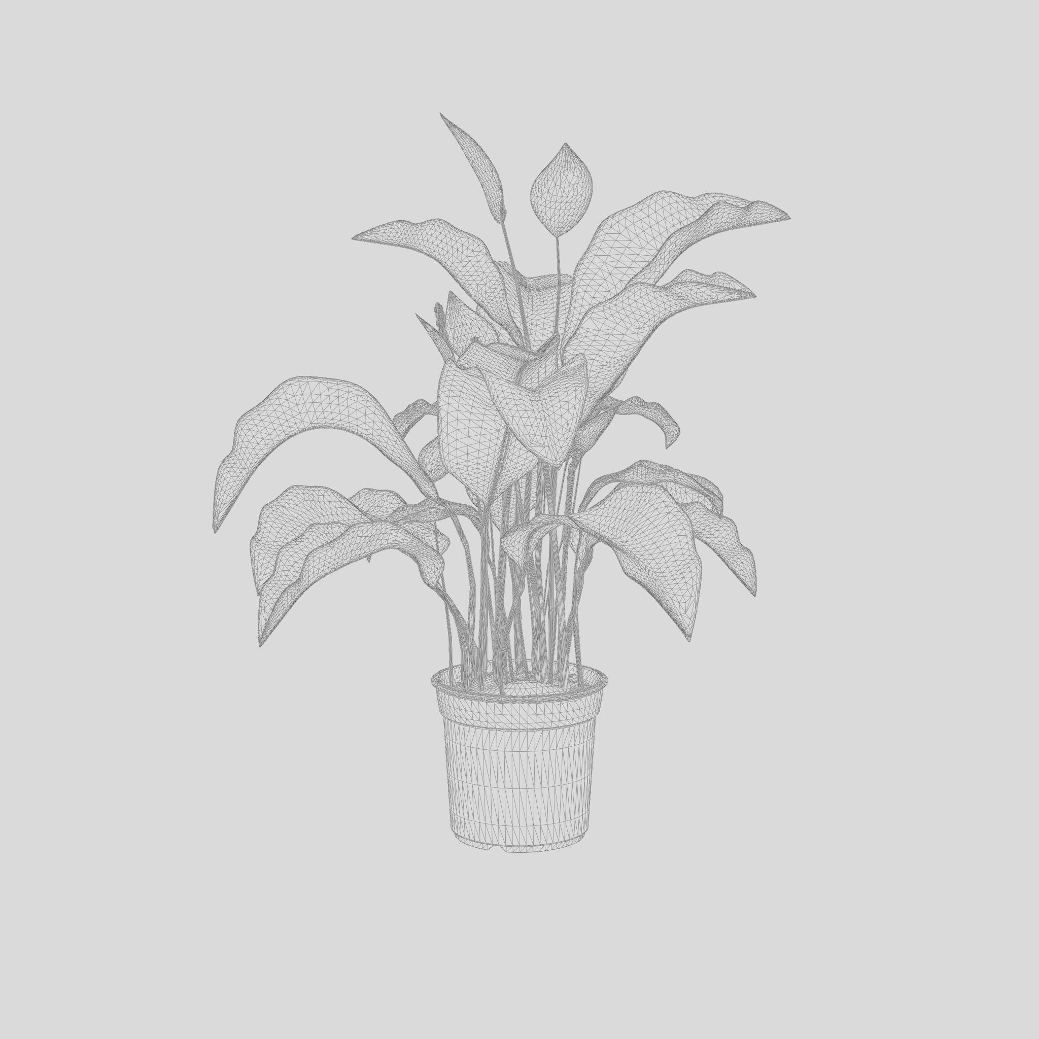 Peace Lily Houseplant 3D Model Low-poly 3D model_6