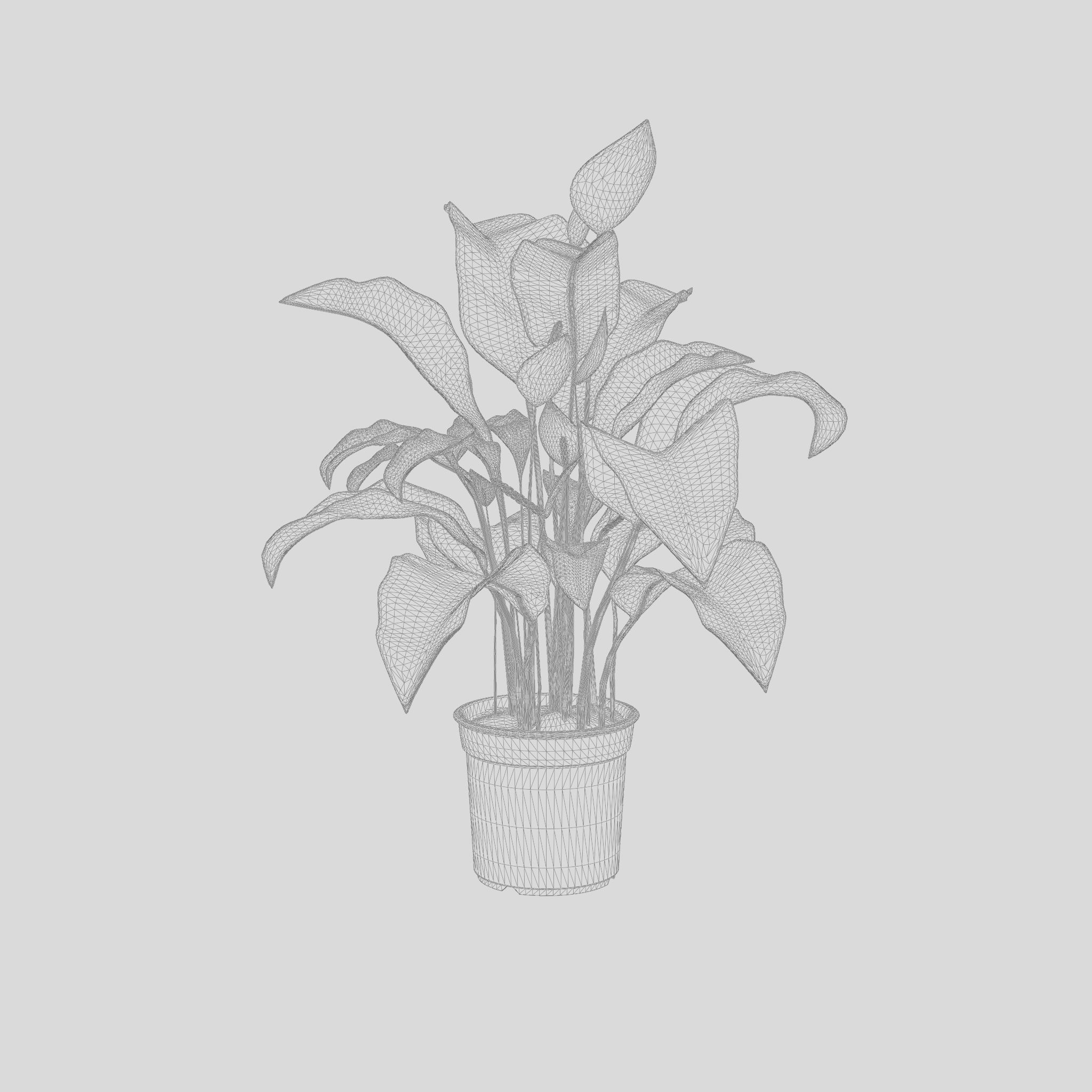 Peace Lily Houseplant 3D Model Low-poly 3D model_7