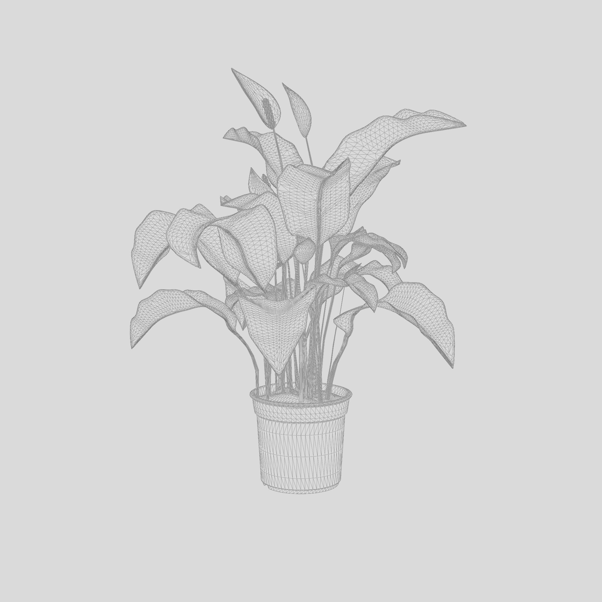 Peace Lily Houseplant 3D Model Low-poly 3D model_5