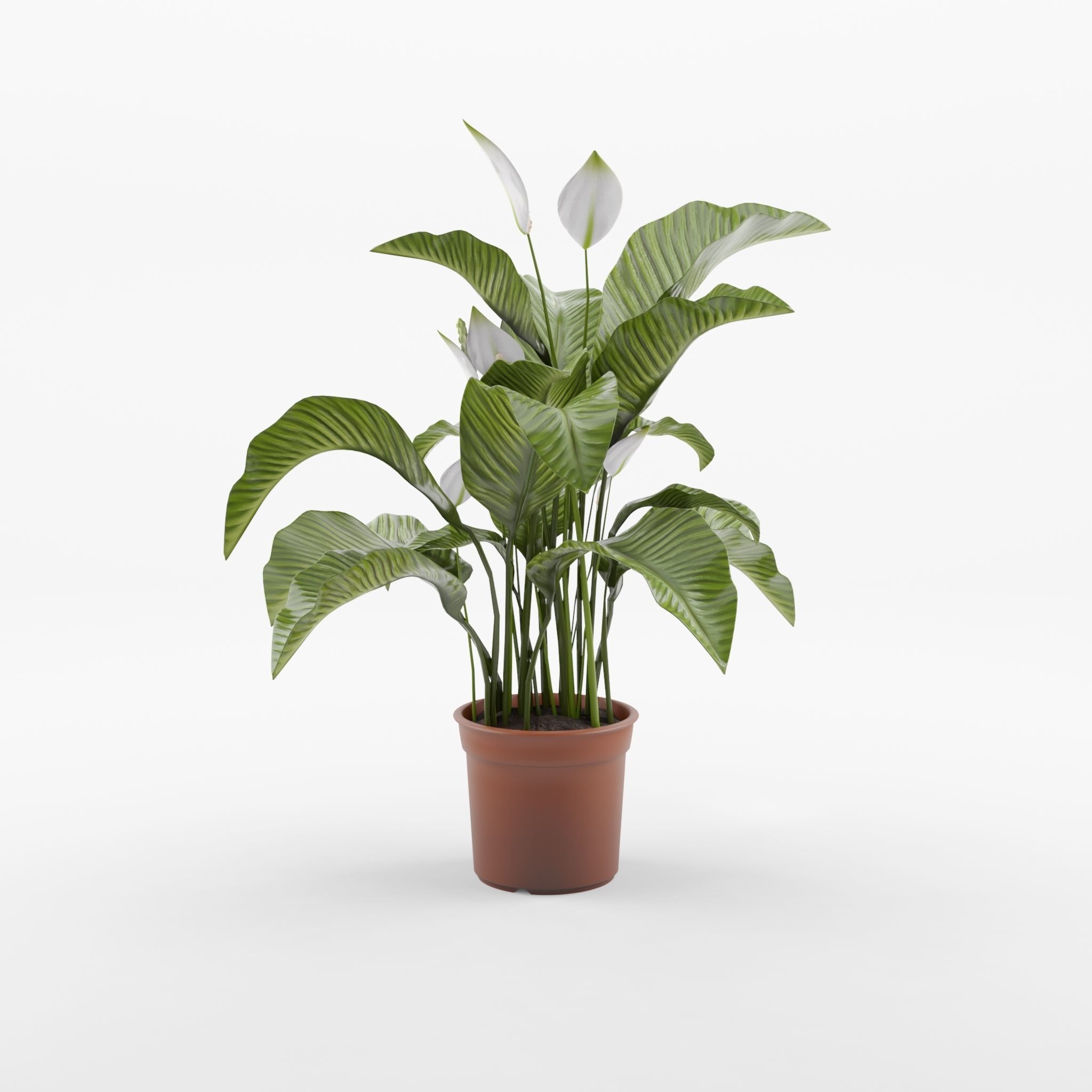 Peace Lily Houseplant 3D Model Low-poly 3D model_2