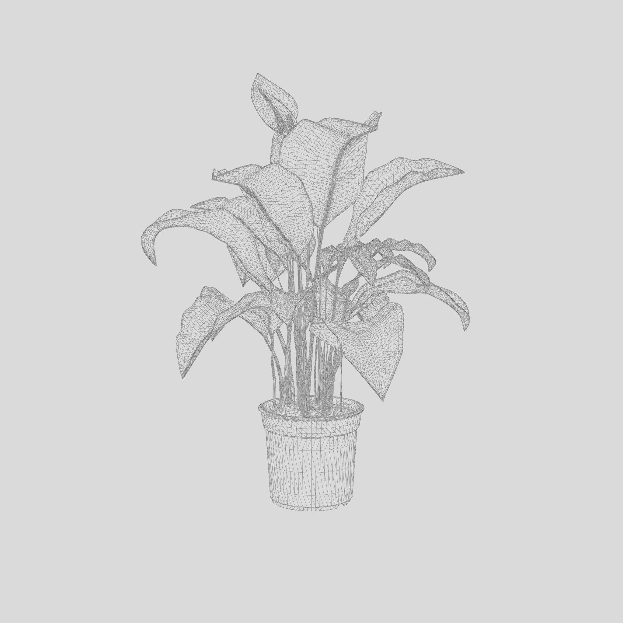 Peace Lily Houseplant 3D Model Low-poly 3D model_4