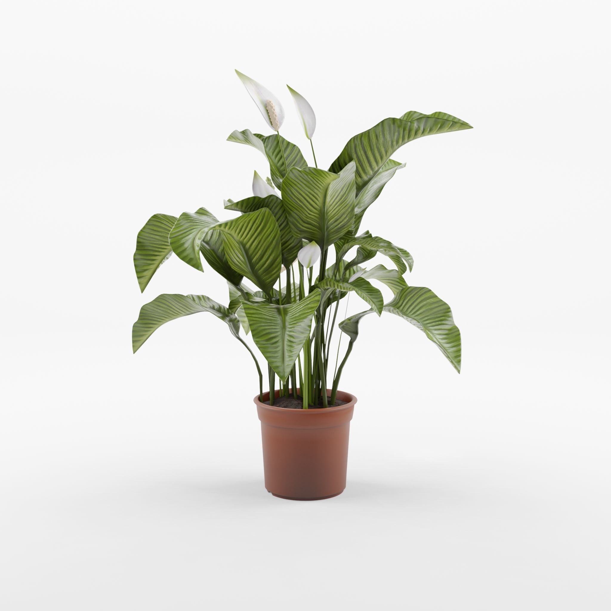 Peace Lily Houseplant 3D Model Low-poly 3D model_1