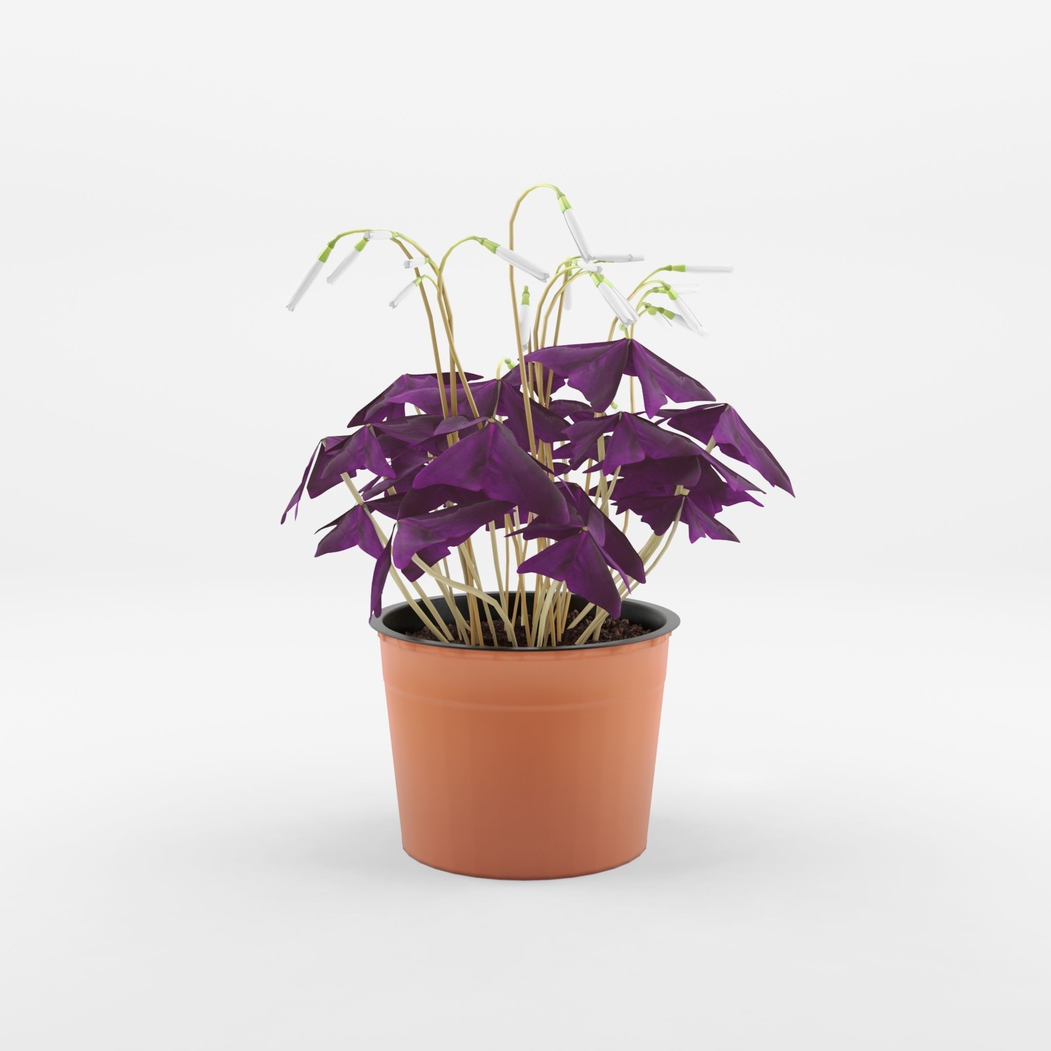 False Shamrock Houseplant 3D Model Low-poly 3D model_1