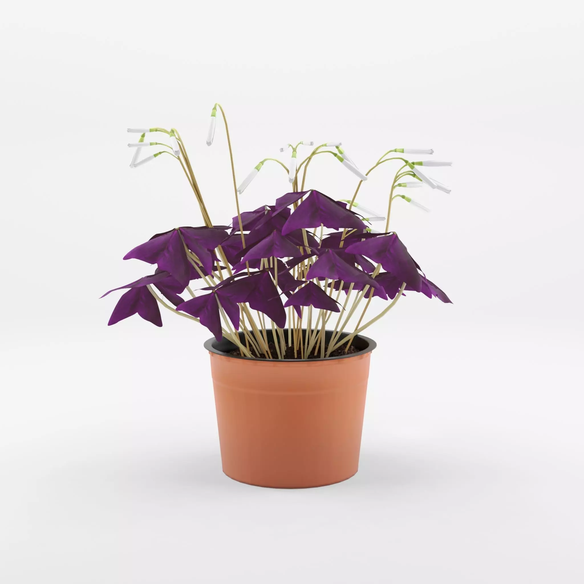 False Shamrock Houseplant 3D Model Low-poly 3D model_0