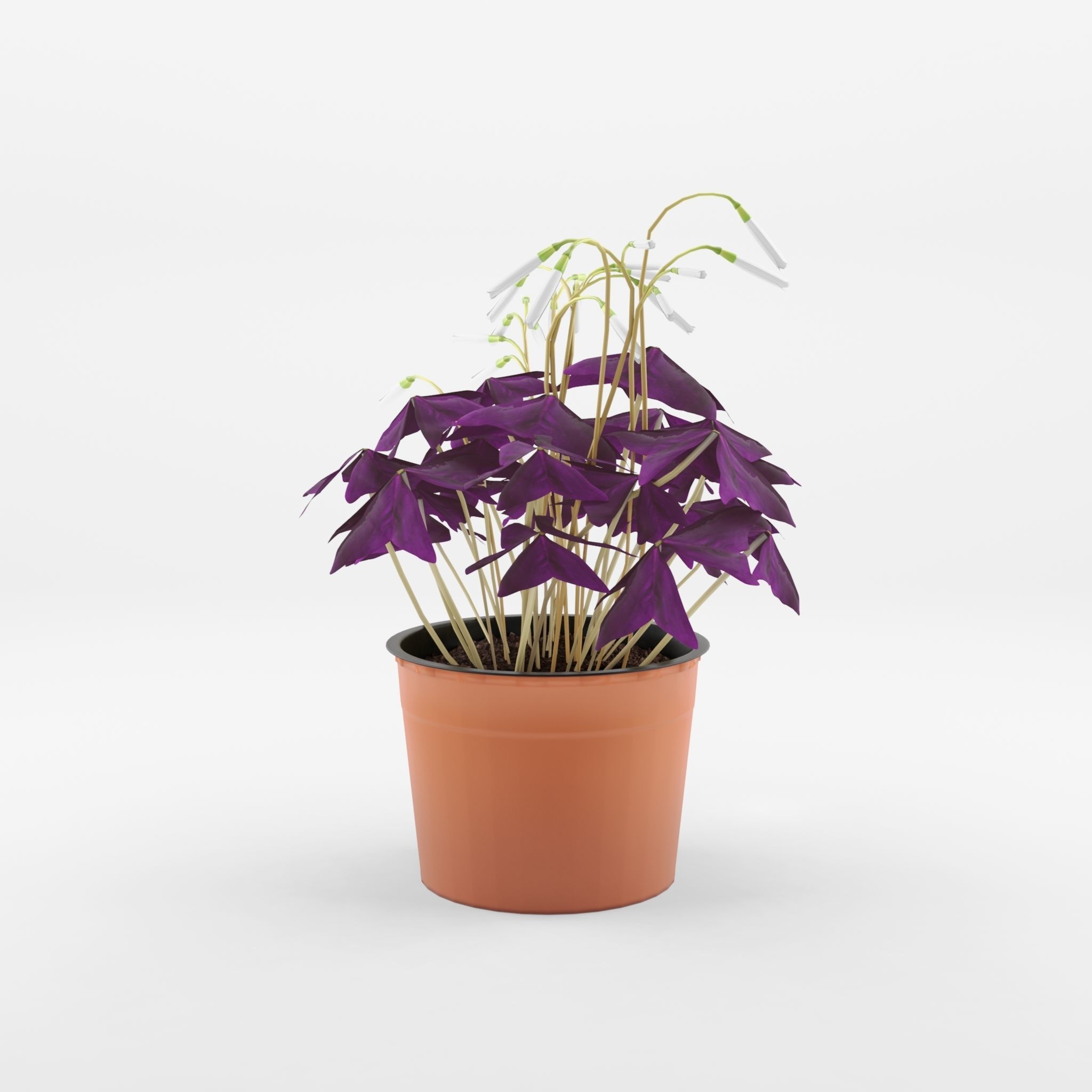 False Shamrock Houseplant 3D Model Low-poly 3D model_2