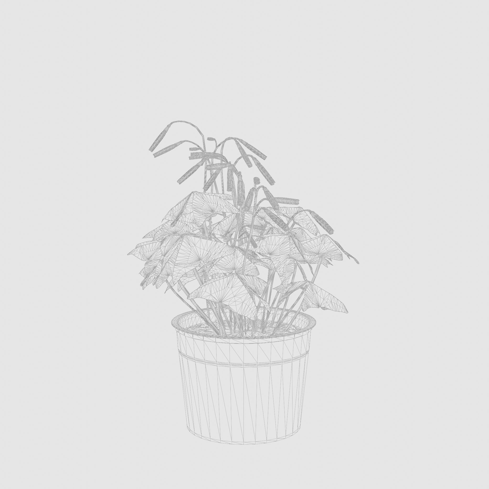 False Shamrock Houseplant 3D Model Low-poly 3D model_5