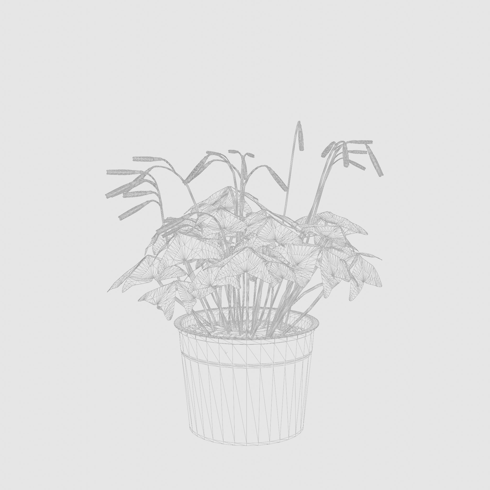 False Shamrock Houseplant 3D Model Low-poly 3D model_4