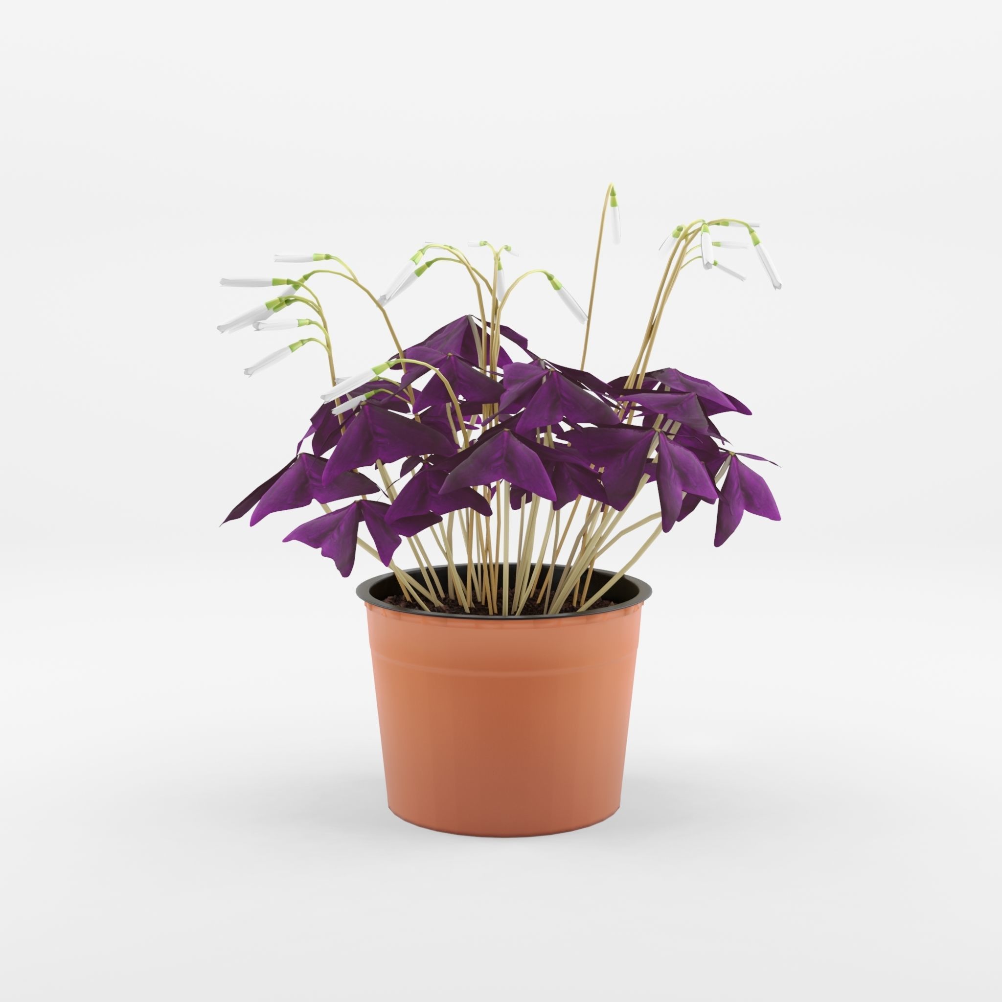 False Shamrock Houseplant 3D Model Low-poly 3D model_3