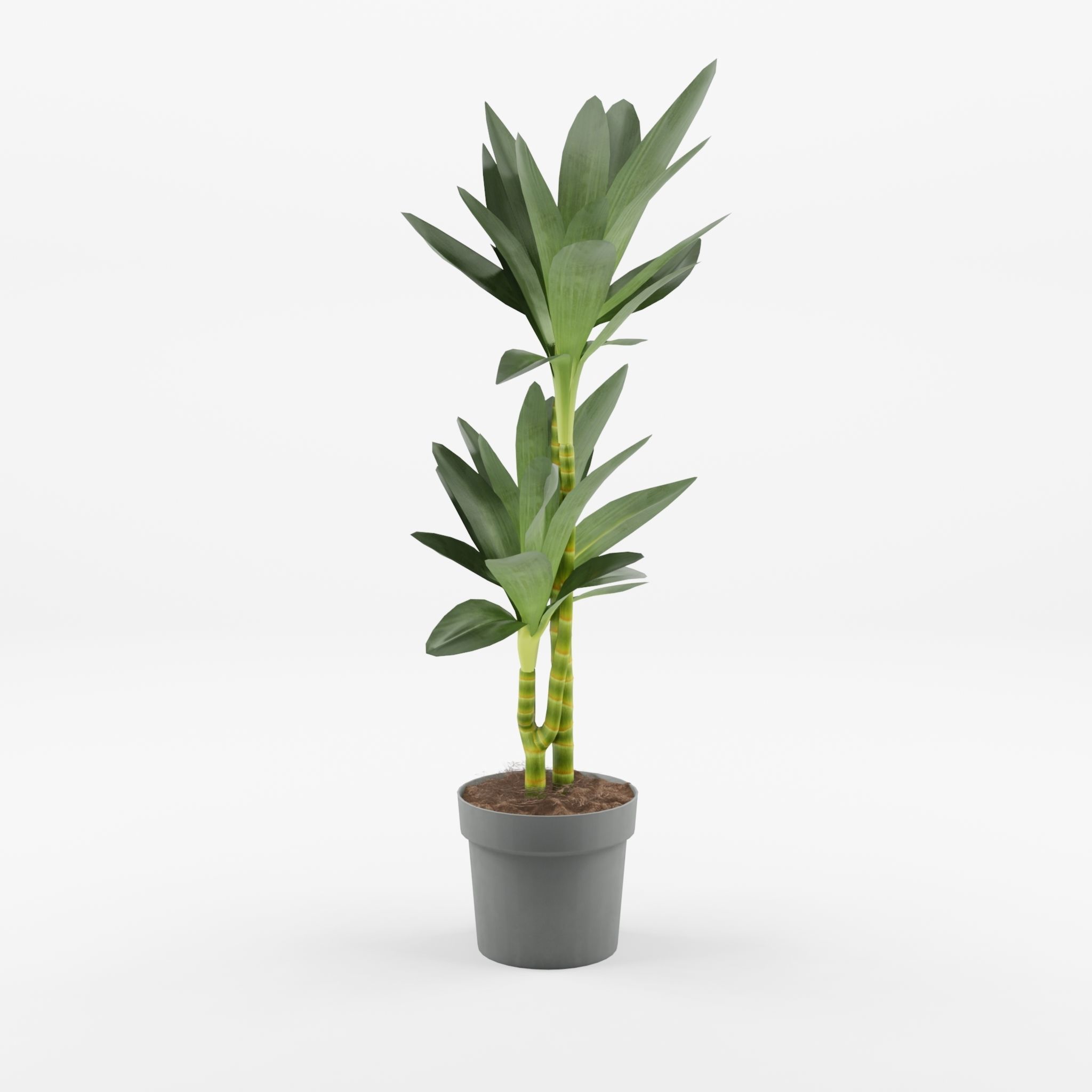 Dracaena Janet Lind Houseplant 3D Model Low-poly 3D model_1