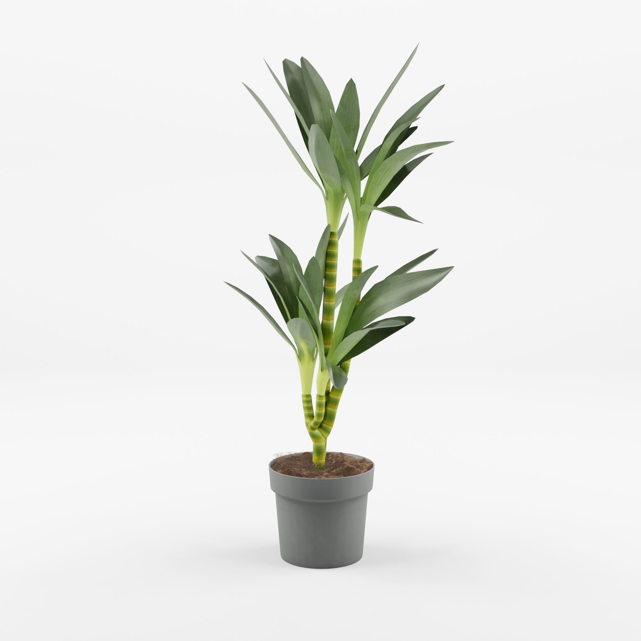 Dracaena Janet Lind Houseplant 3D Model Low-poly 3D model_2