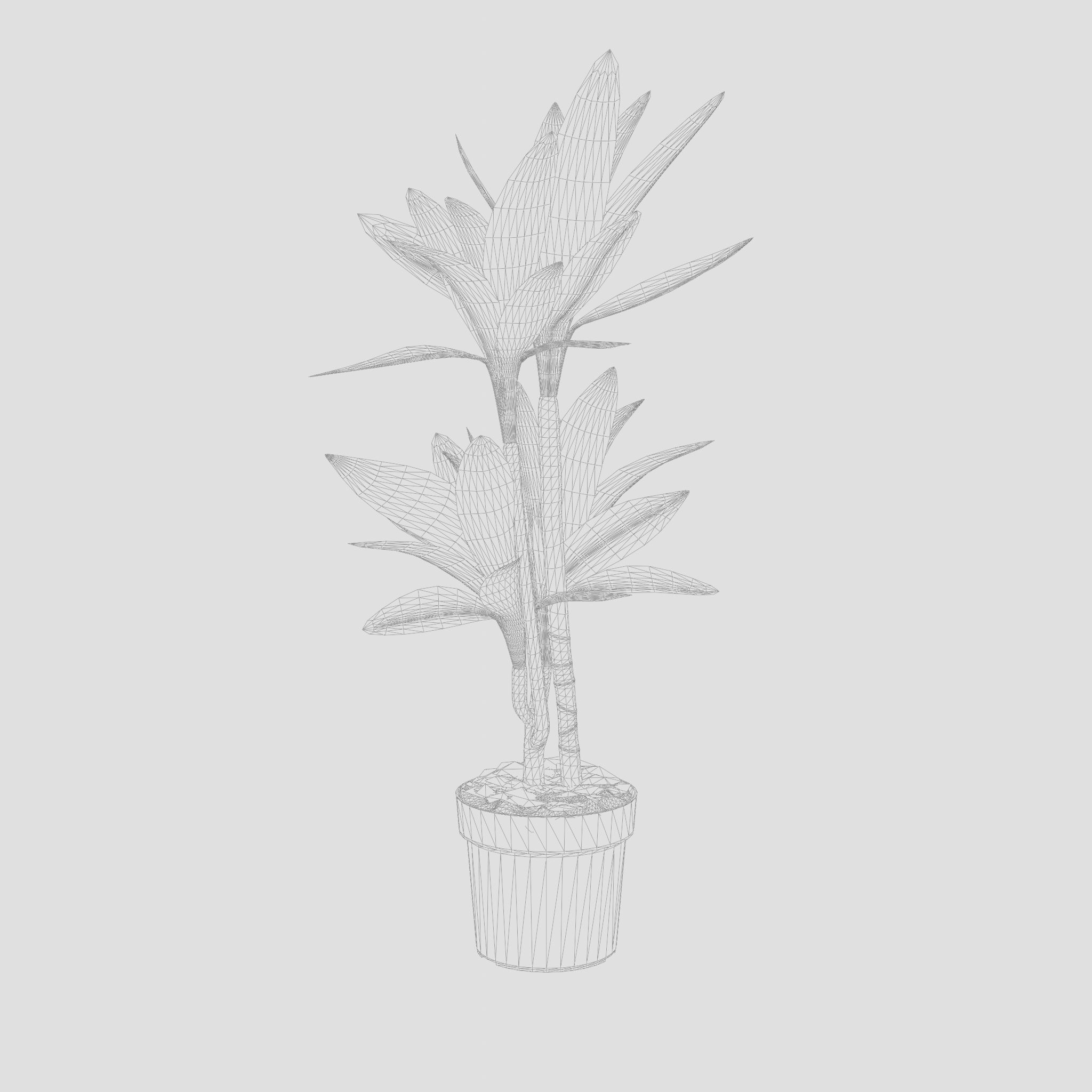 Dracaena Janet Lind Houseplant 3D Model Low-poly 3D model_4