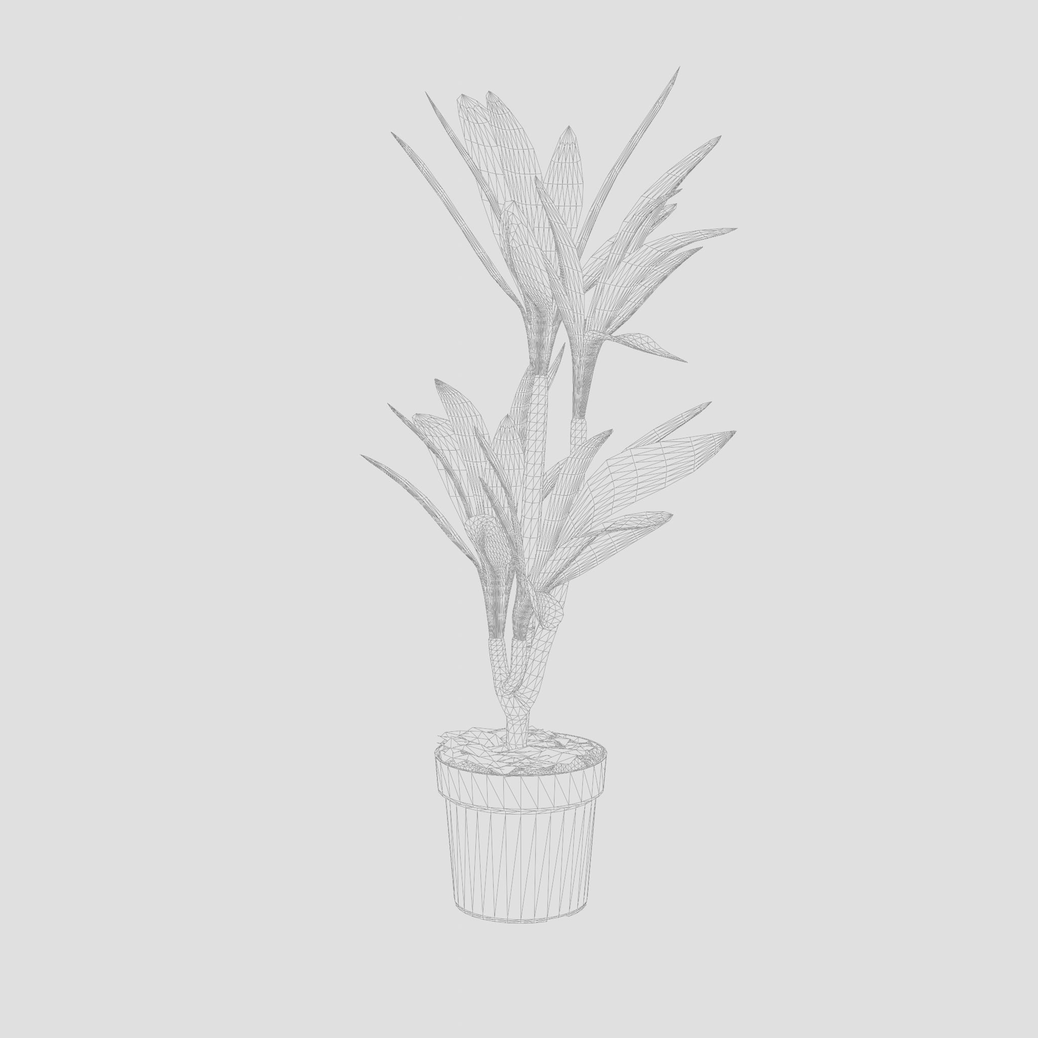 Dracaena Janet Lind Houseplant 3D Model Low-poly 3D model_6