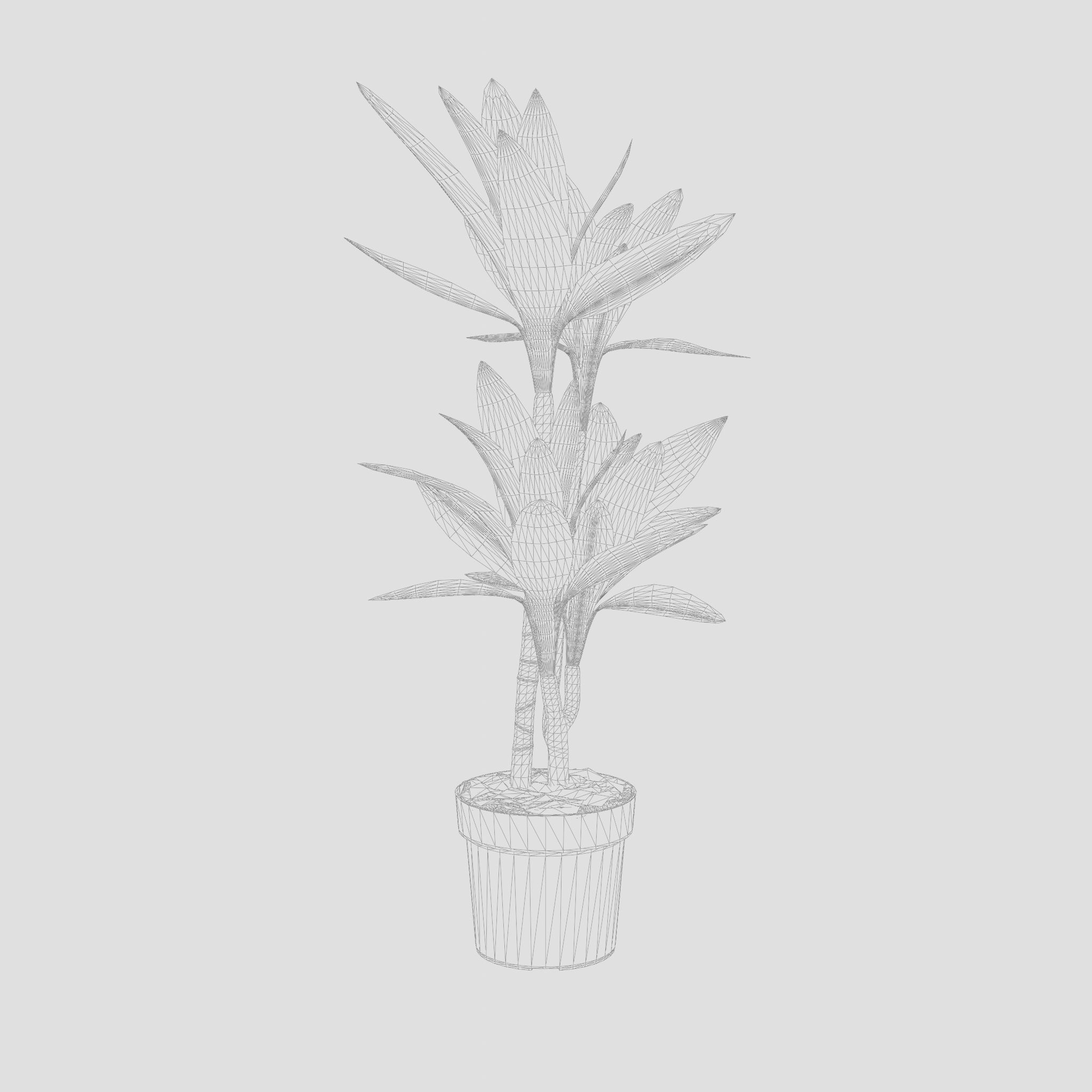 Dracaena Janet Lind Houseplant 3D Model Low-poly 3D model_7
