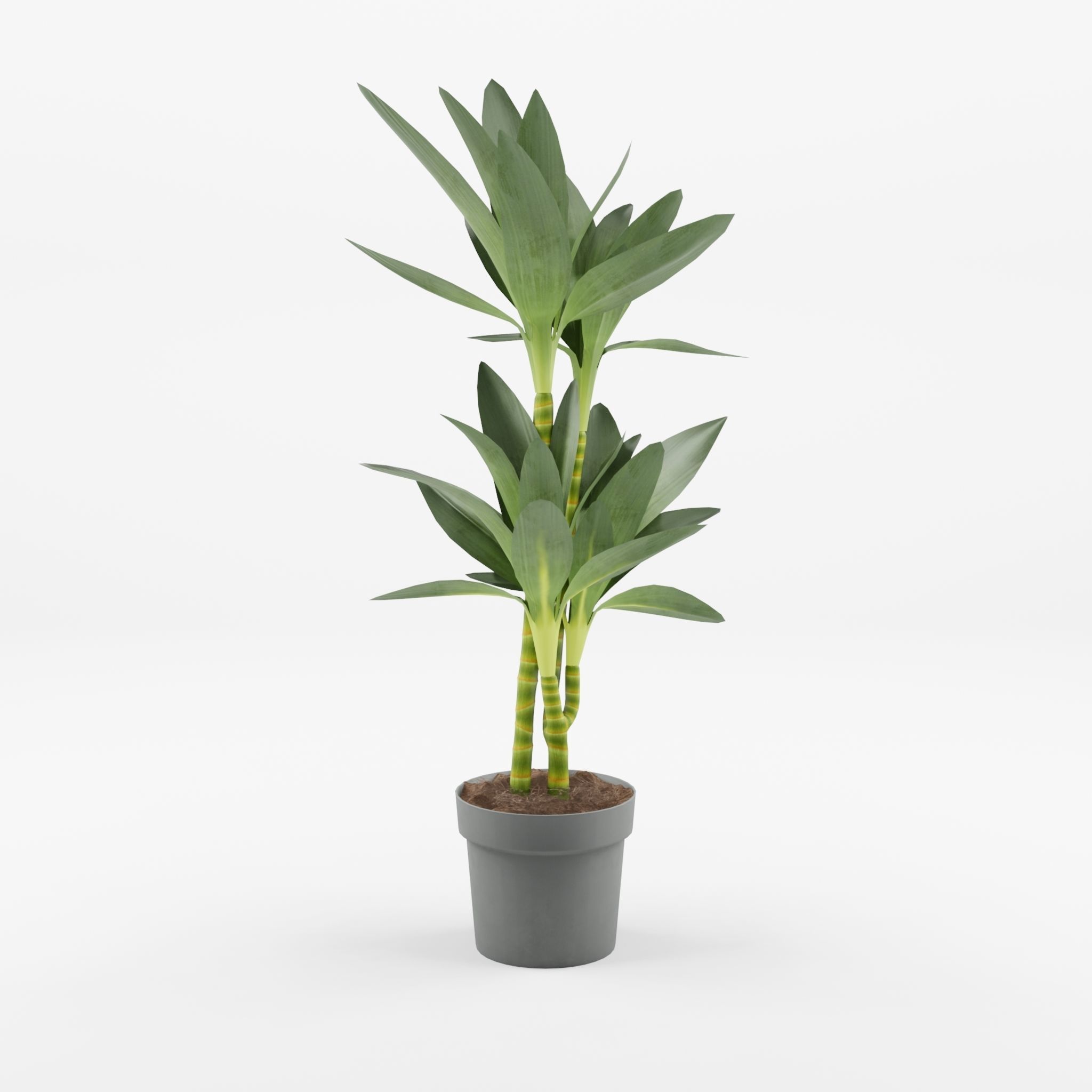 Dracaena Janet Lind Houseplant 3D Model Low-poly 3D model_3