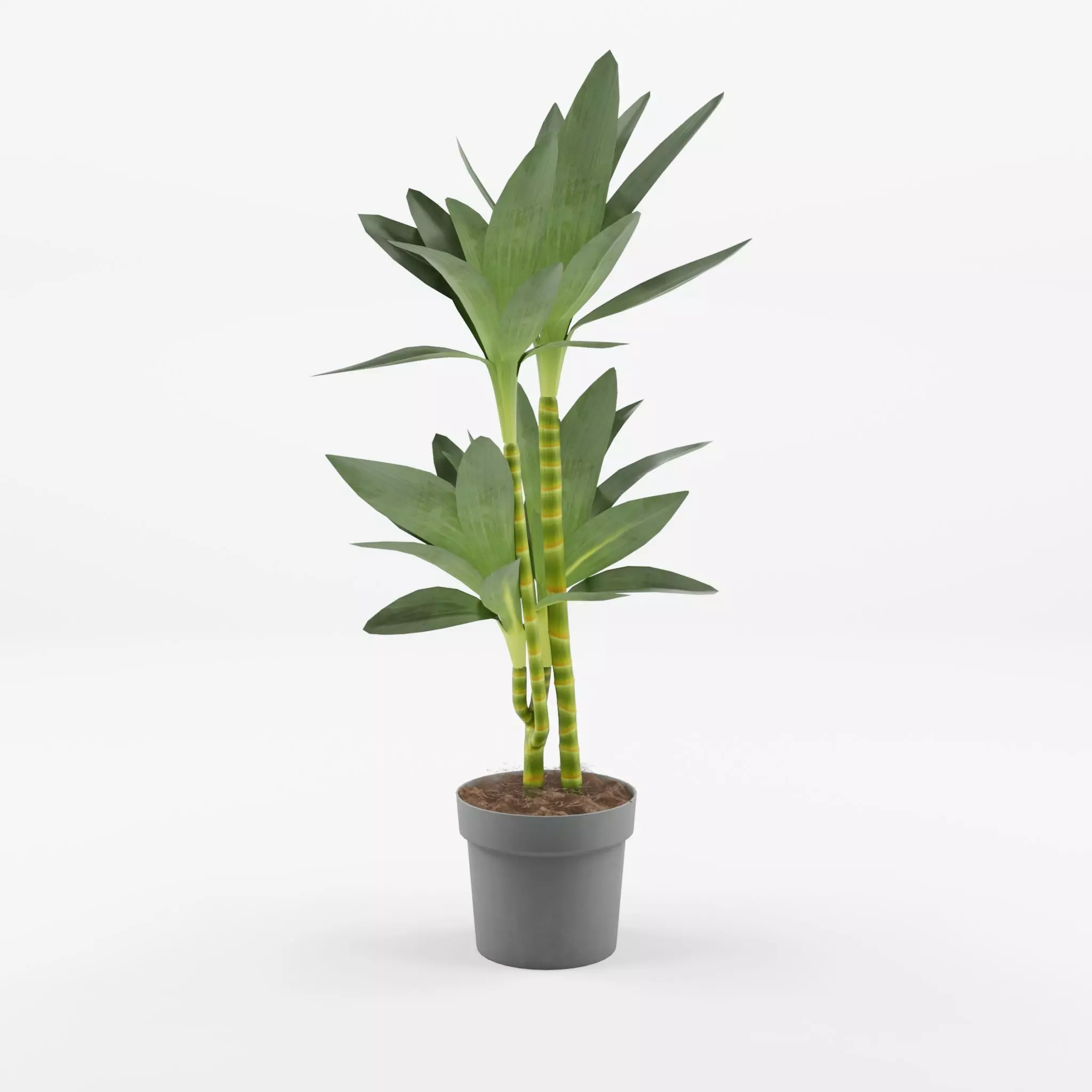 Dracaena Janet Lind Houseplant 3D Model Low-poly 3D model_0