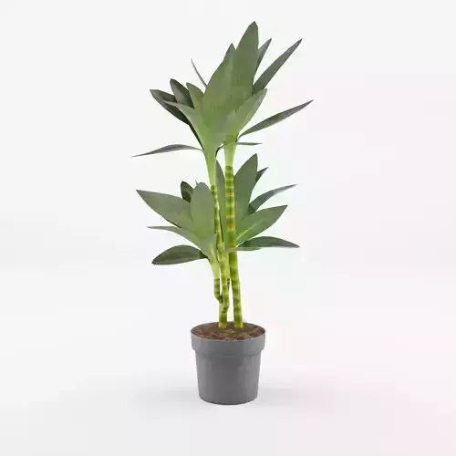 Dracaena Janet Lind Houseplant 3D Model Low-poly 3D model