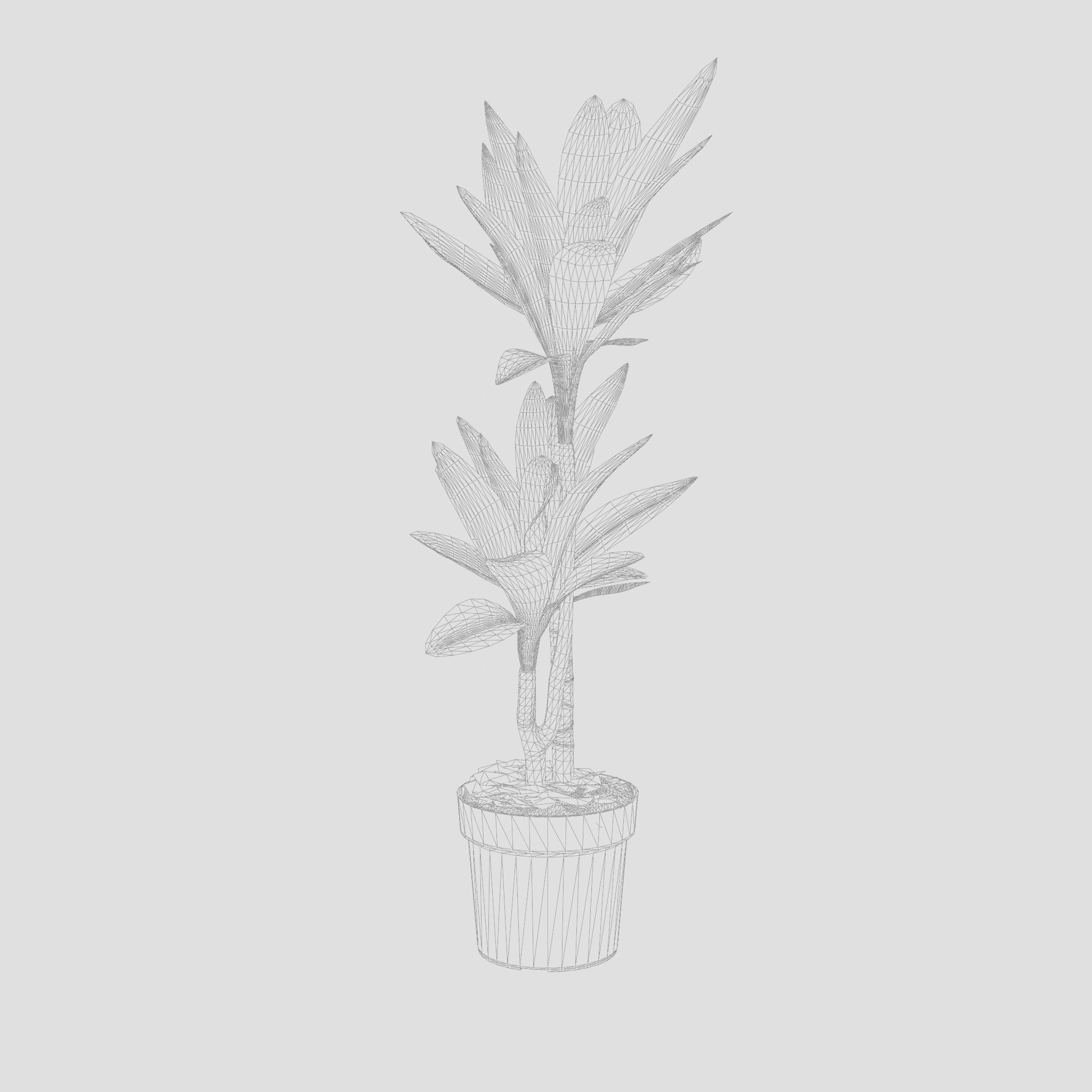 Dracaena Janet Lind Houseplant 3D Model Low-poly 3D model_5