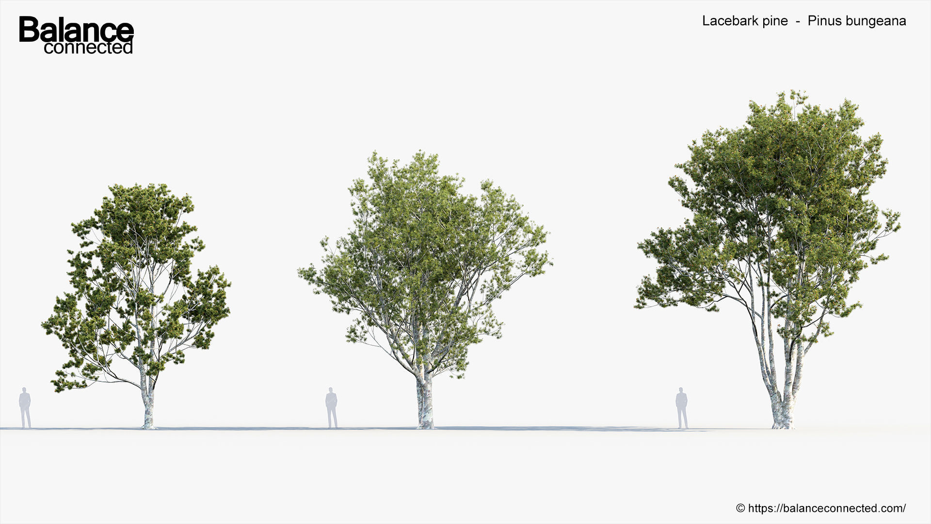 Lacebark pine Pinus bungeana 3D Model 3D model_2