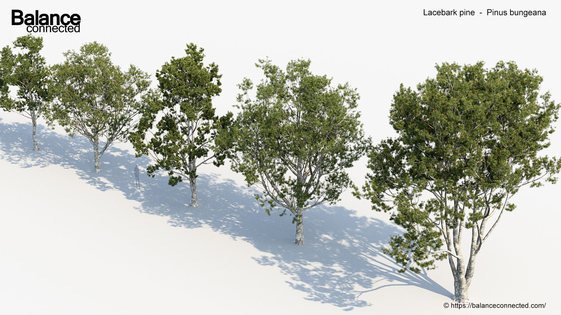 Lacebark pine Pinus bungeana 3D Model 3D model_4