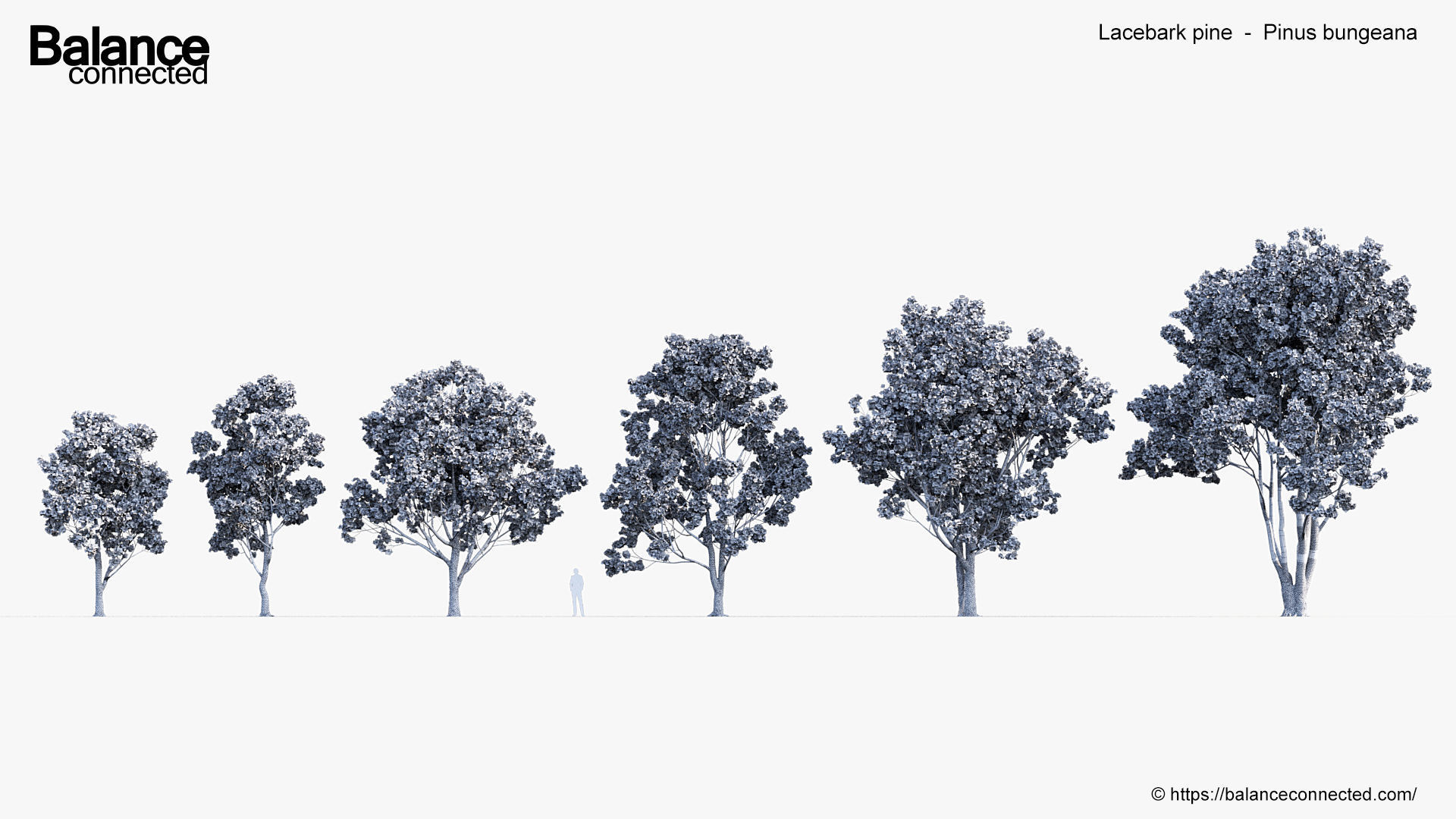 Lacebark pine Pinus bungeana 3D Model 3D model_5