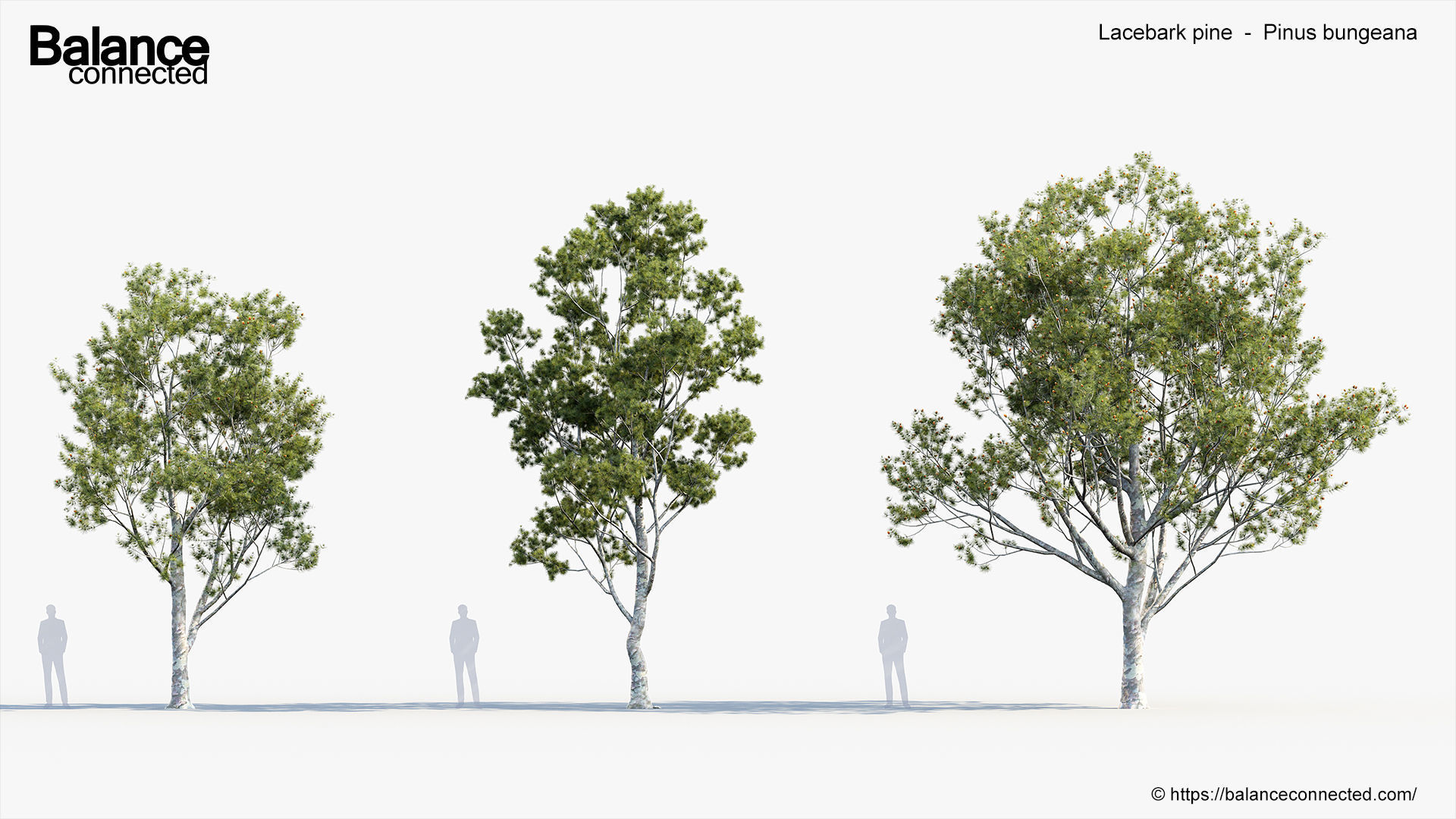 Lacebark pine Pinus bungeana 3D Model 3D model_1