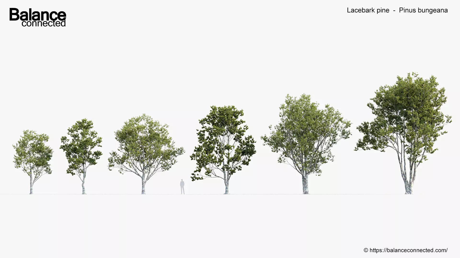 Lacebark pine Pinus bungeana 3D Model 3D model_0