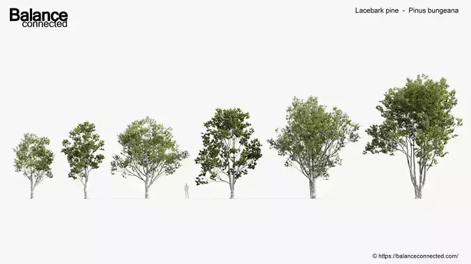 Lacebark pine Pinus bungeana 3D Model